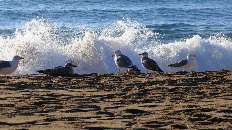 Фото Apartamentos Royal S´Alguer