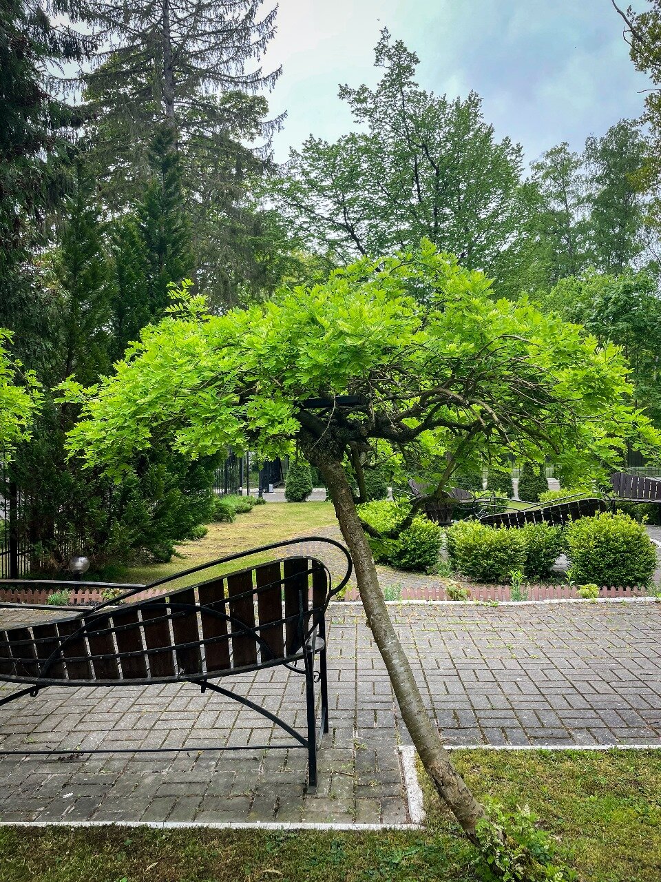 Фото Лес Георга