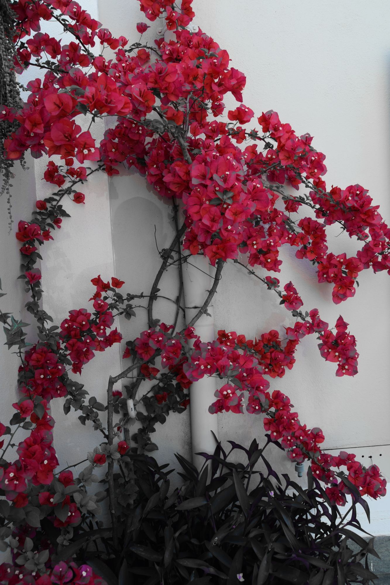 Фото Abbraccia Morfeo