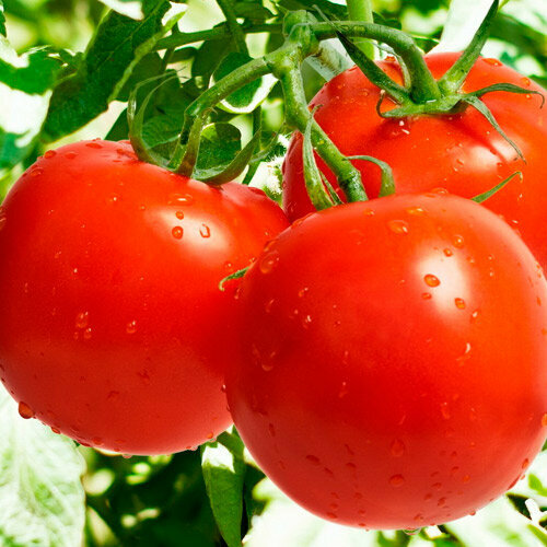 Fertilizers Global Crops, Lima, photo