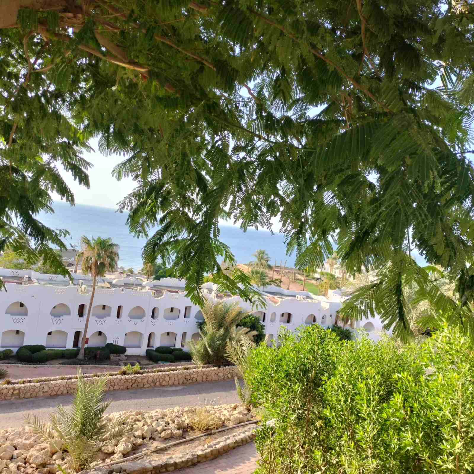 Фото Domina Coral Bay Oasis