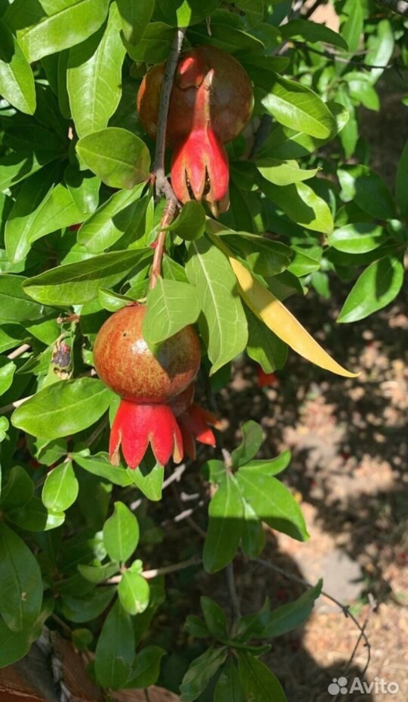 Фото Южный берег