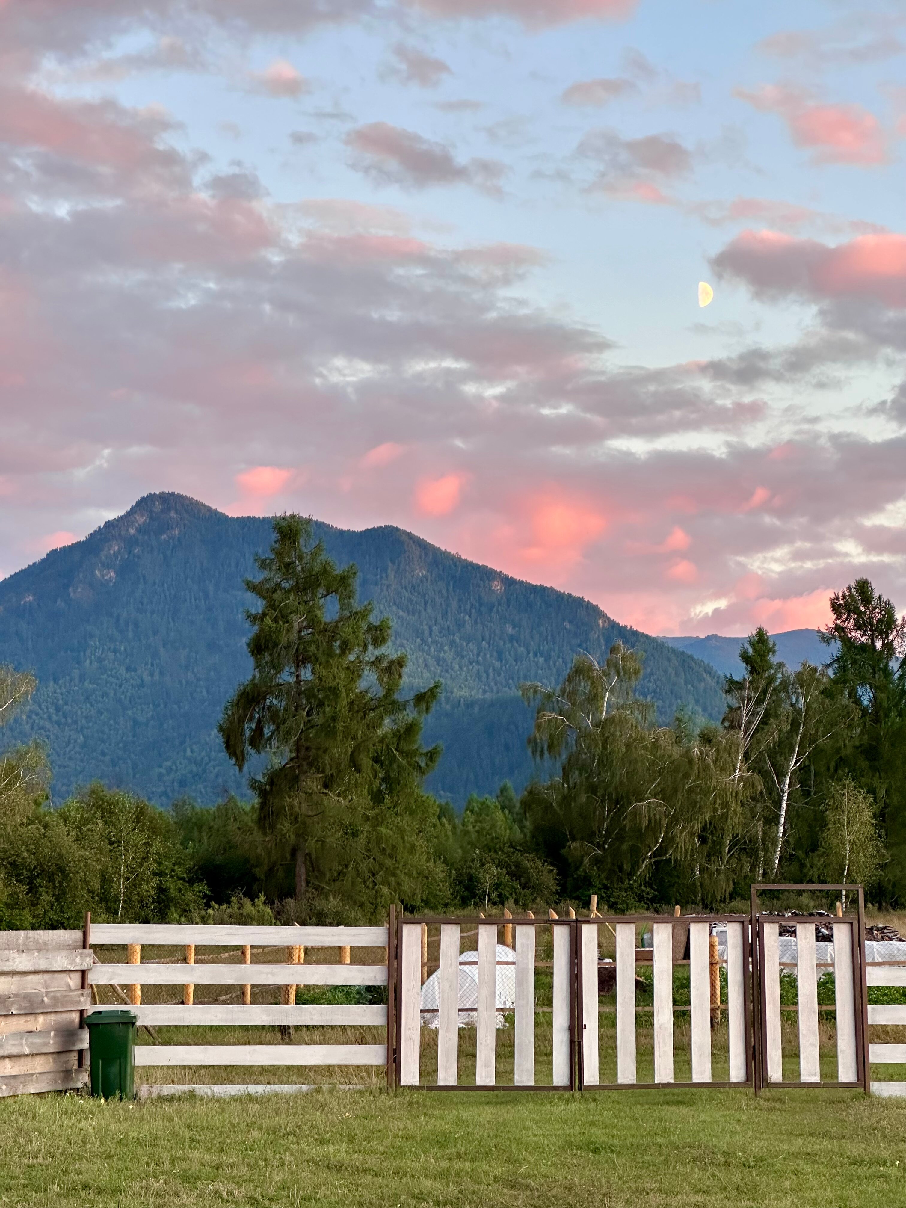Фото Медуница