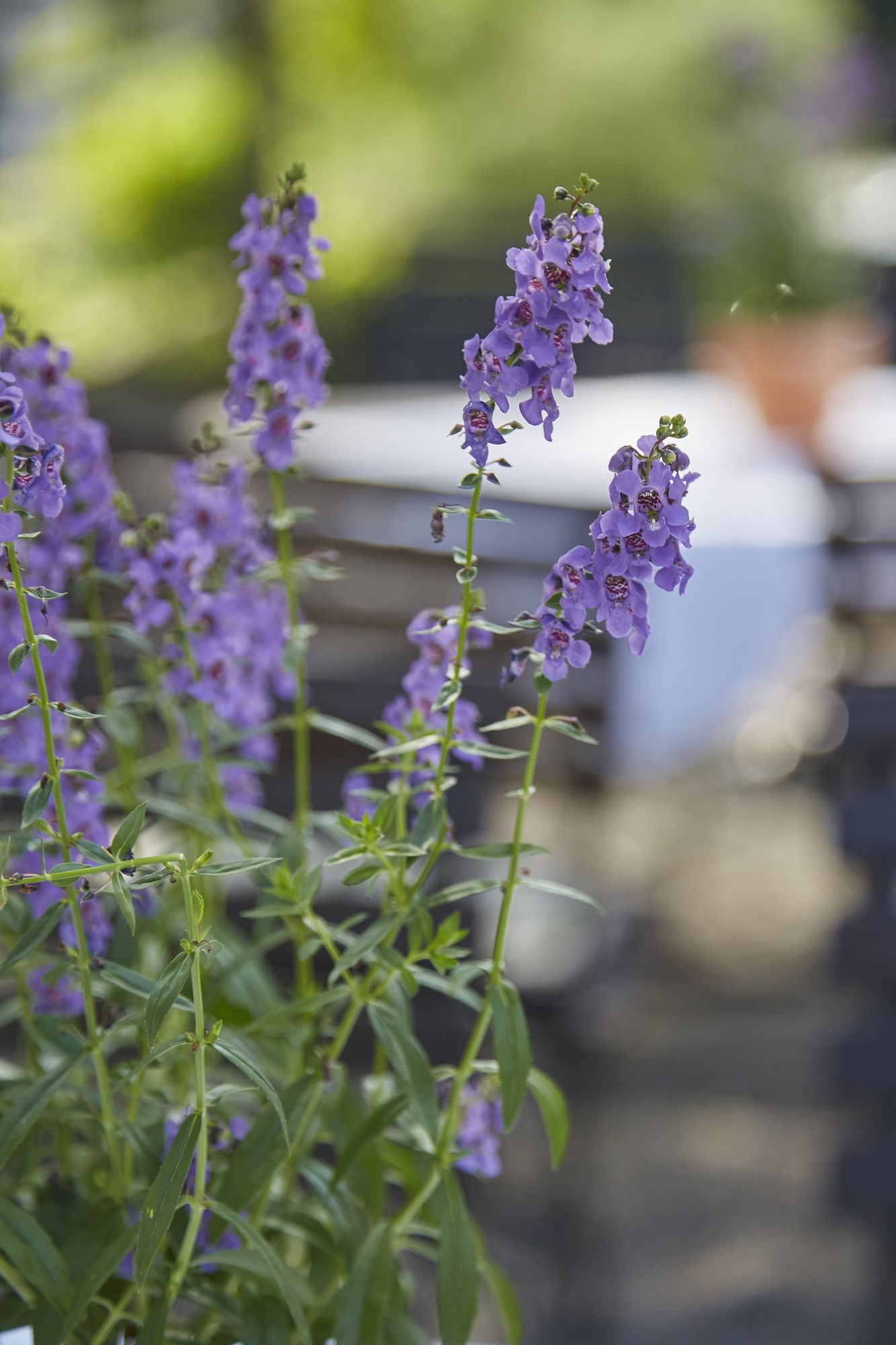 Фото Best Western Hotel Polisina