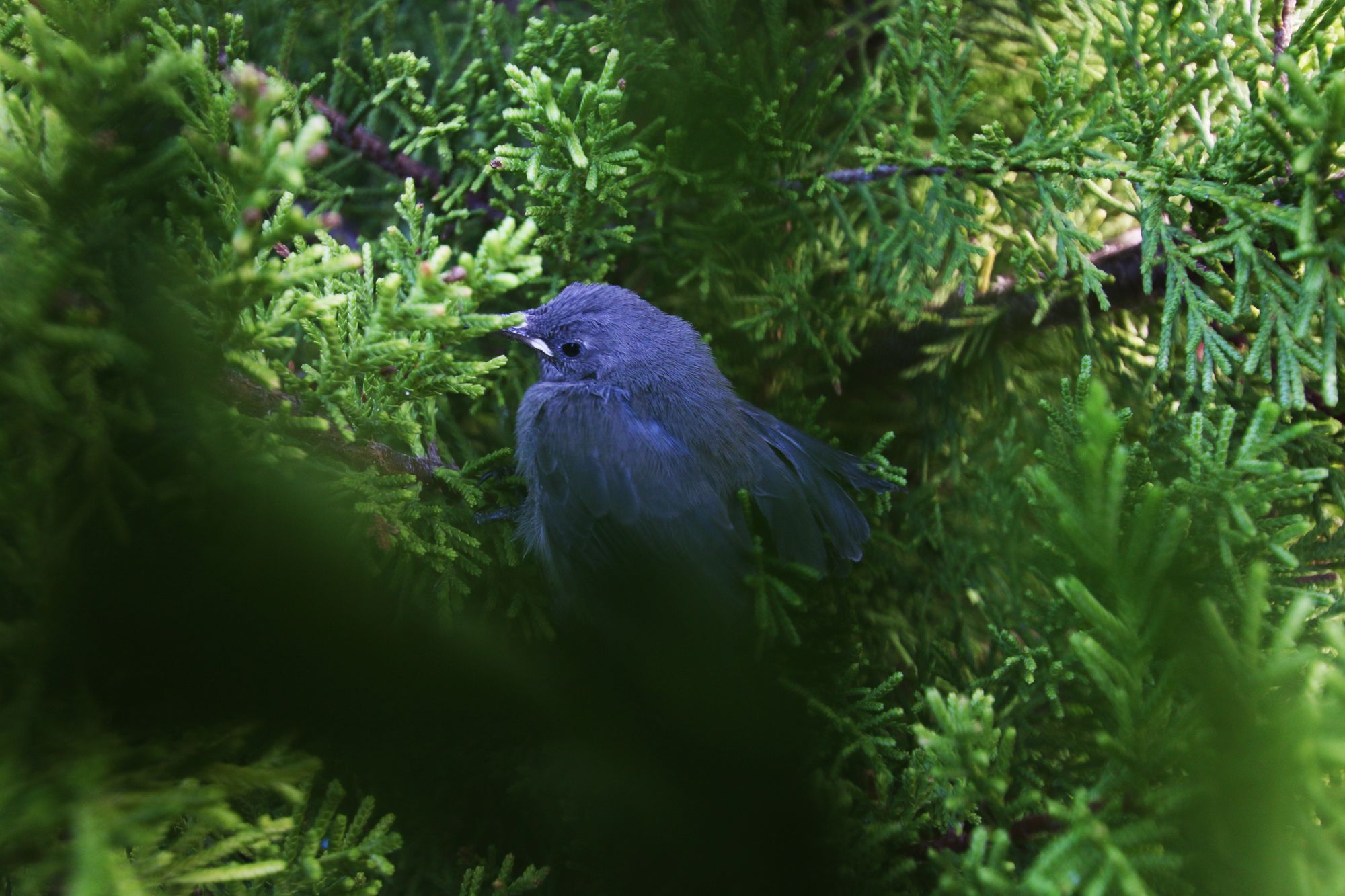 Фото Paradiso Guest House