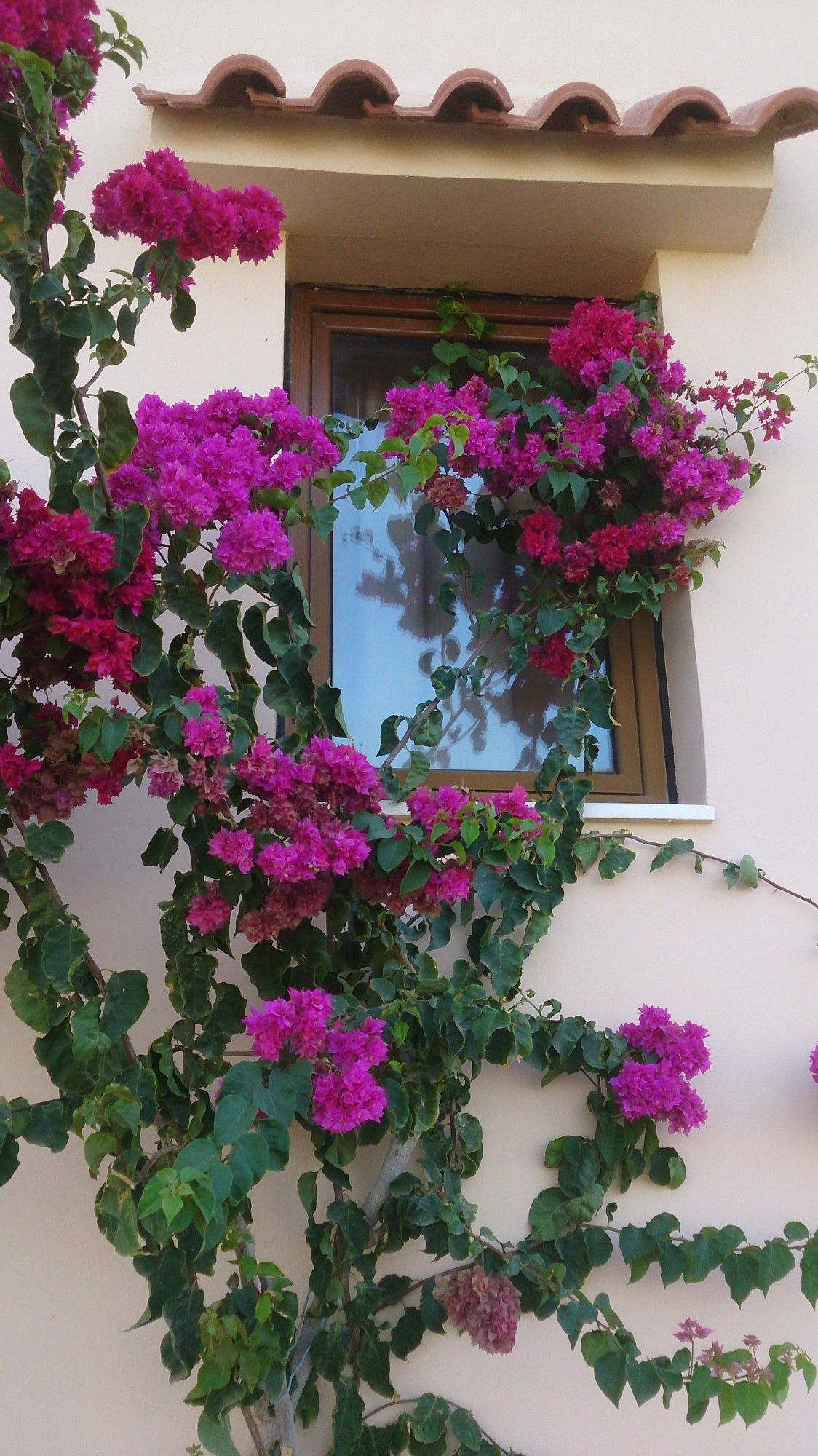 Фото Frank Apartments