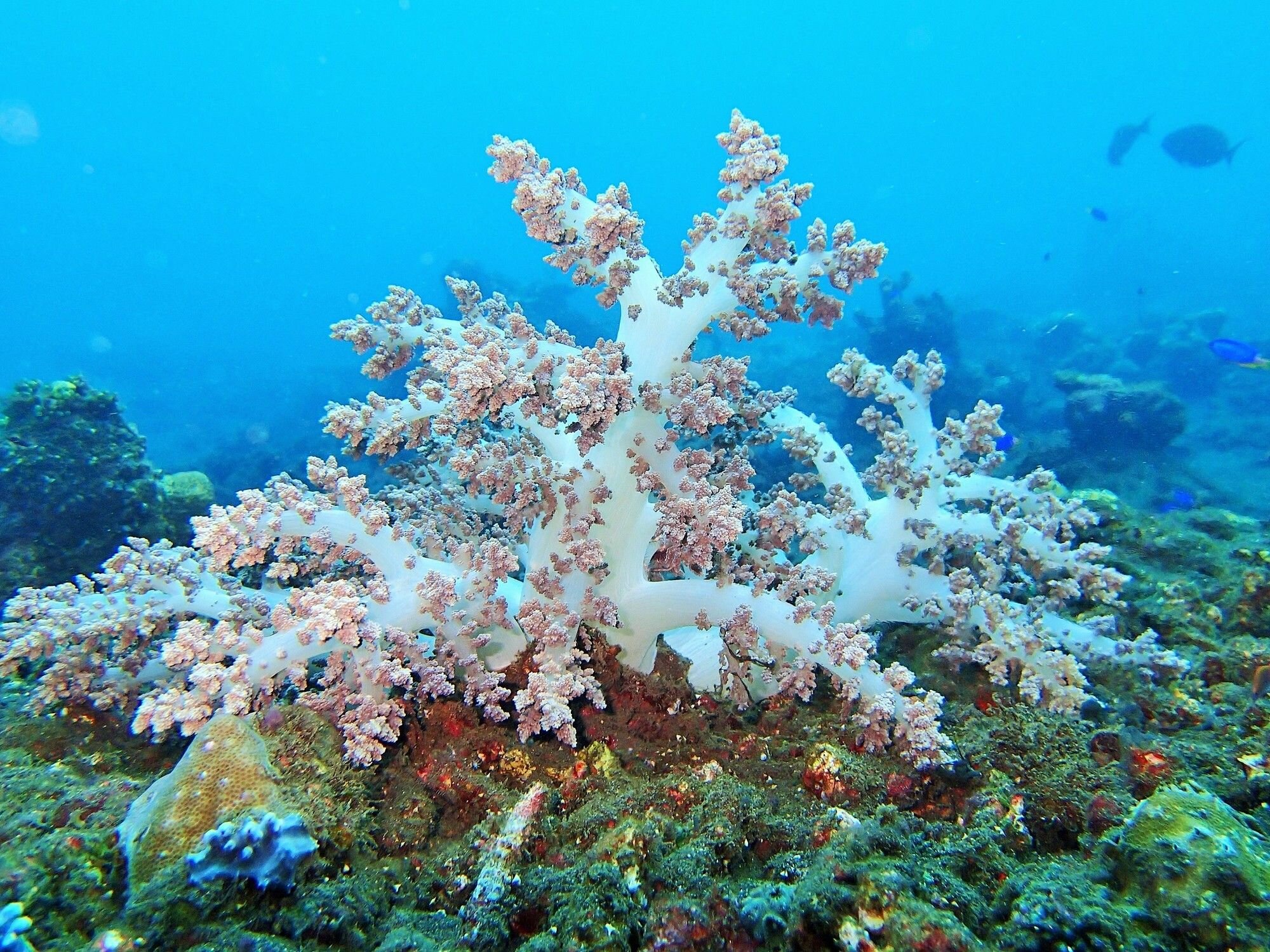 Фото The Villas Tejakula