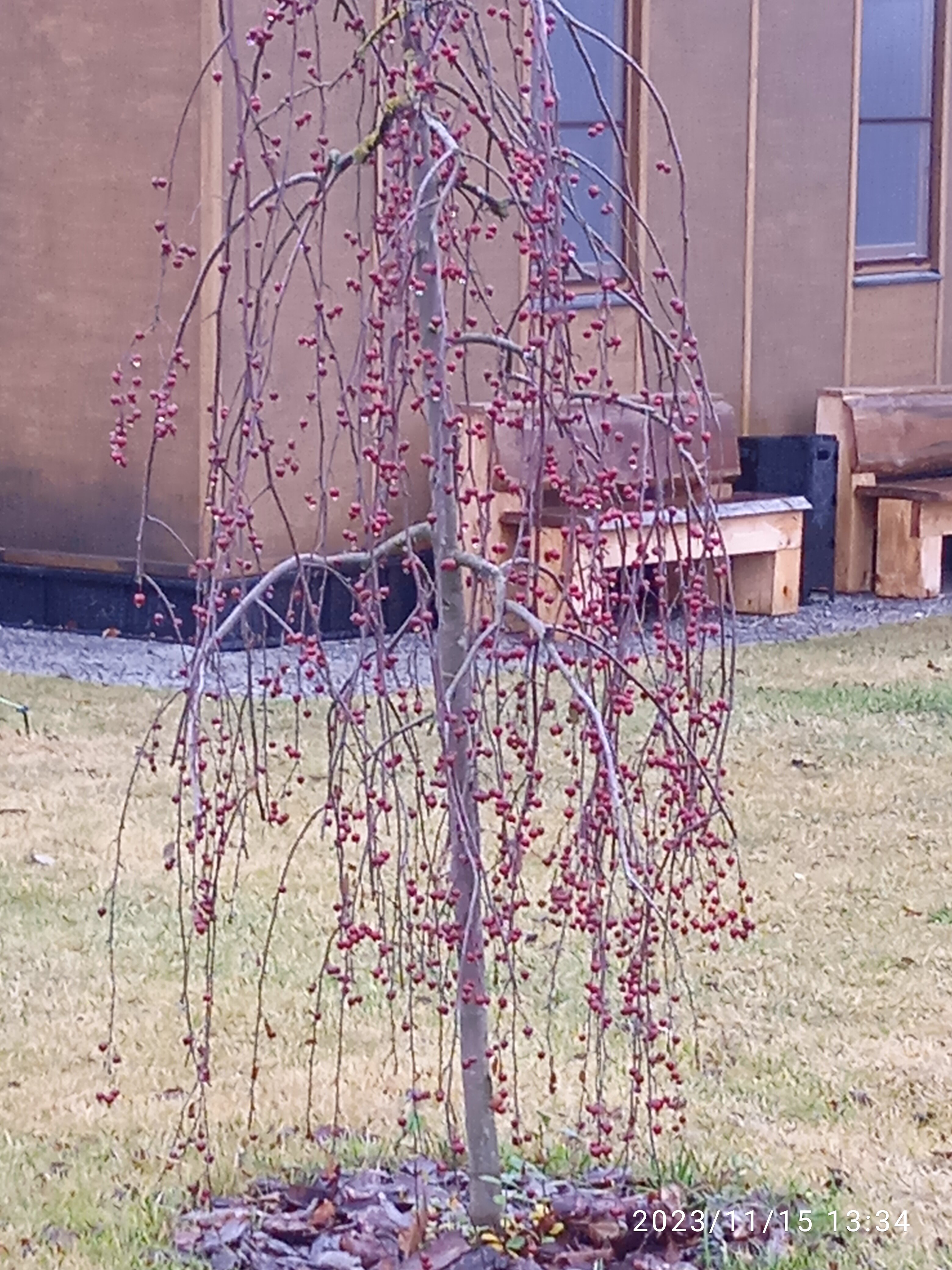 Фото Санрайз Вилладж