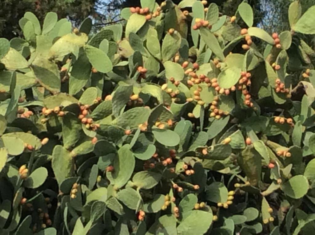 Фото Hotel Il Triangolo