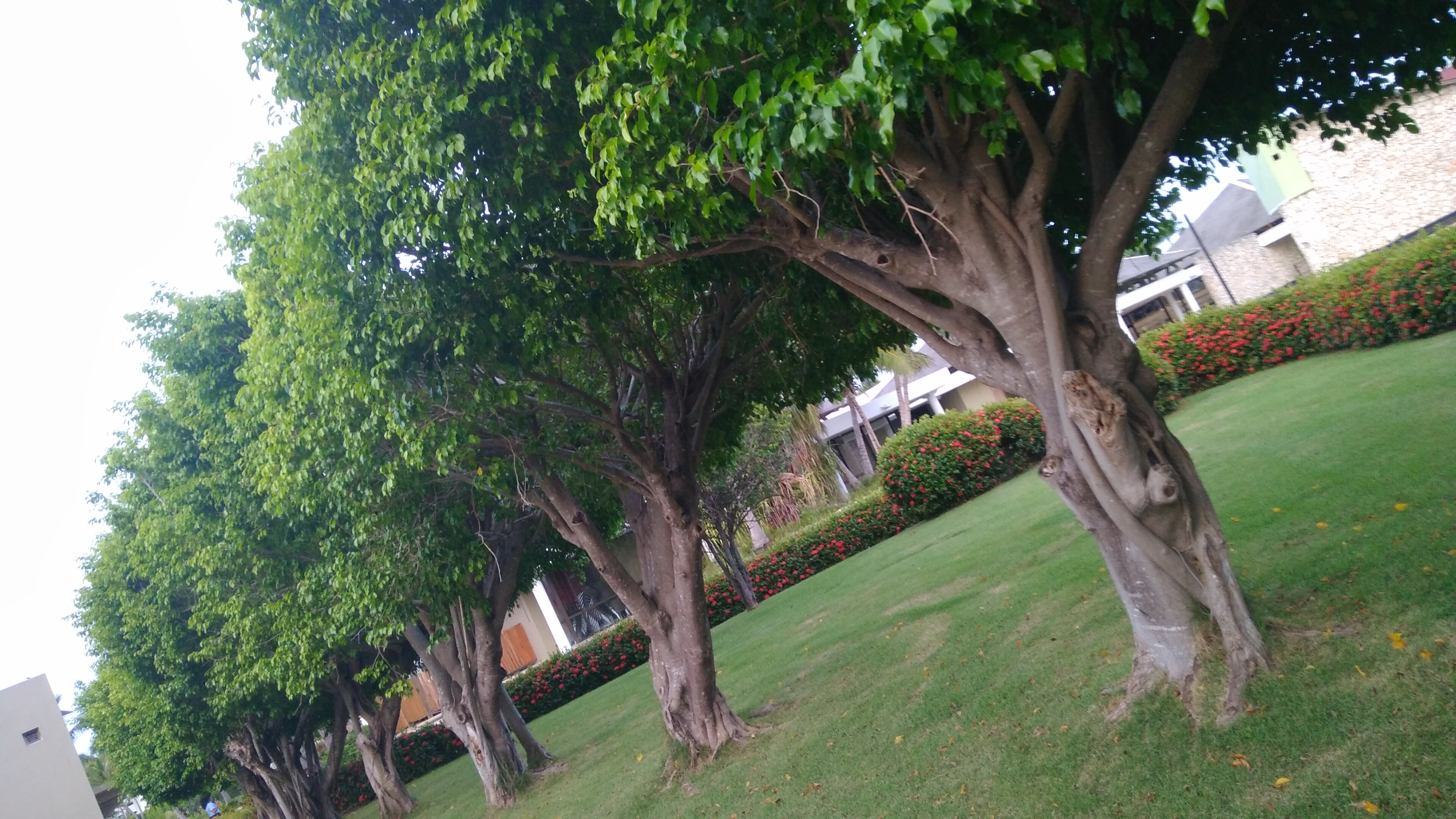 Фото Catalonia Royal Bavaro