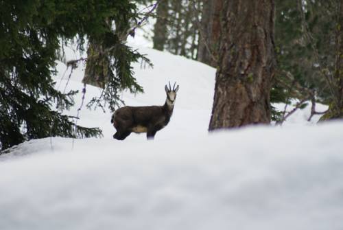 Фото Albergo Boule de Neige