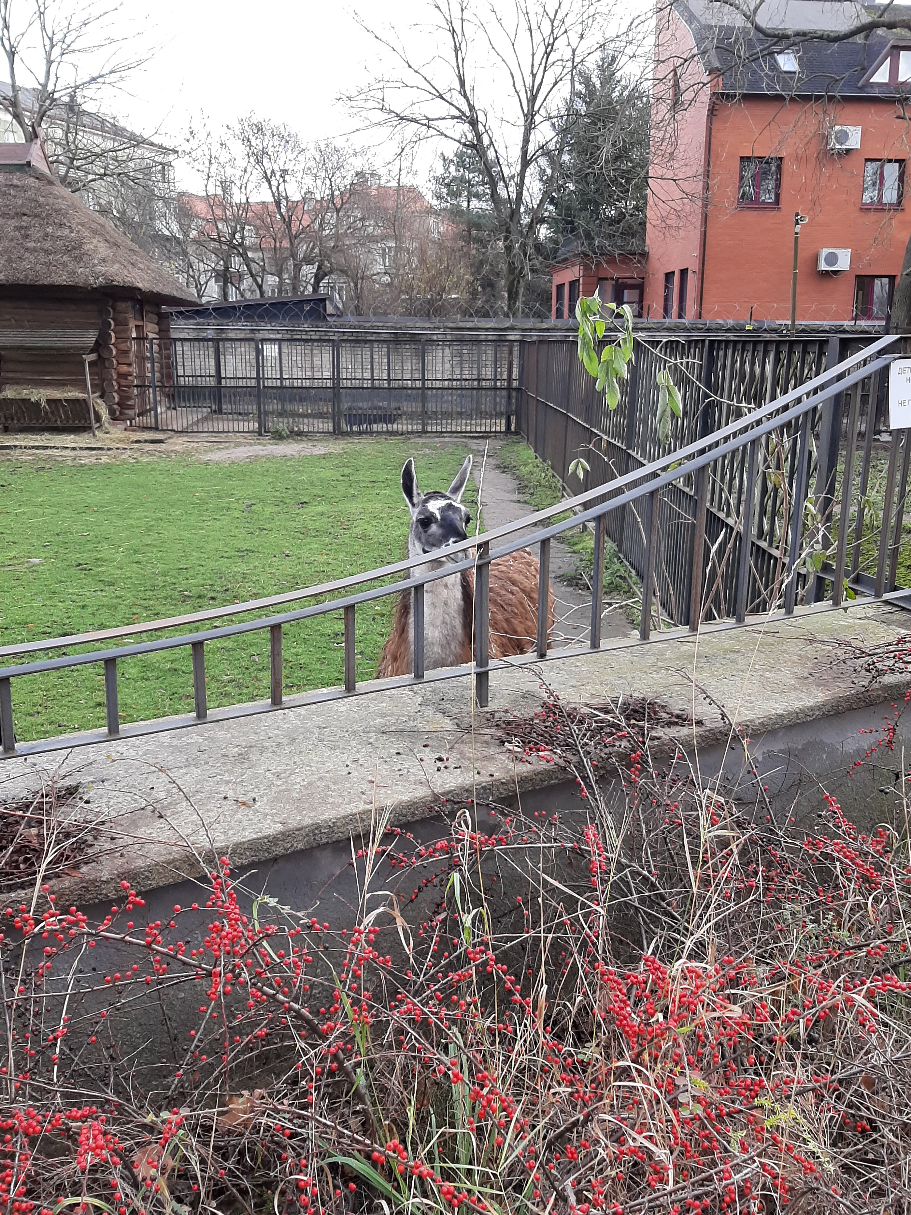 Фото Черепаха