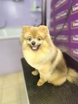 ХвостУшки (Komsomolskiy prospekt, 130), pet salon