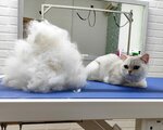 Gansik (Buinskiy Lane, 1), pet salon