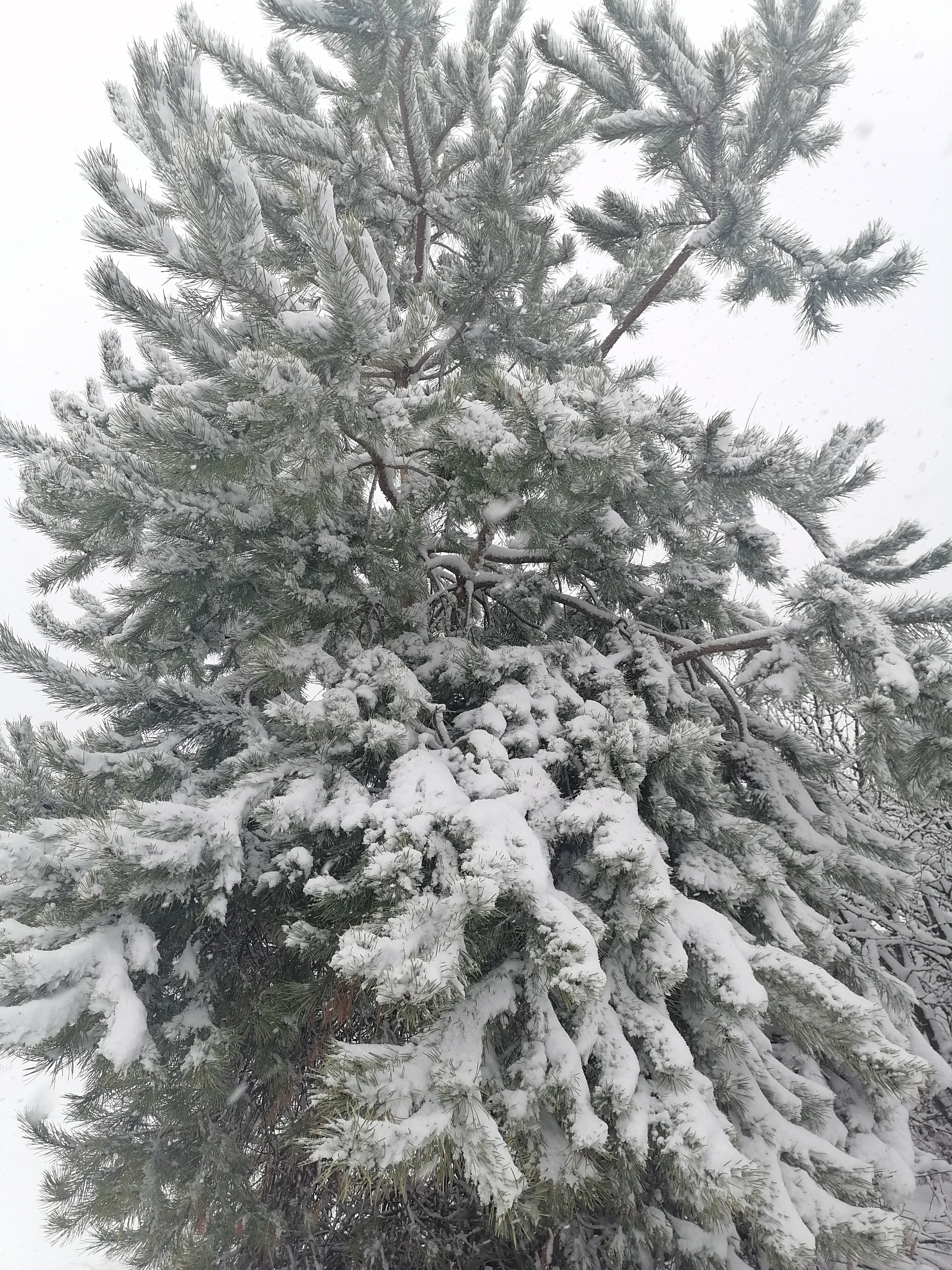 Фото ШангриЛа