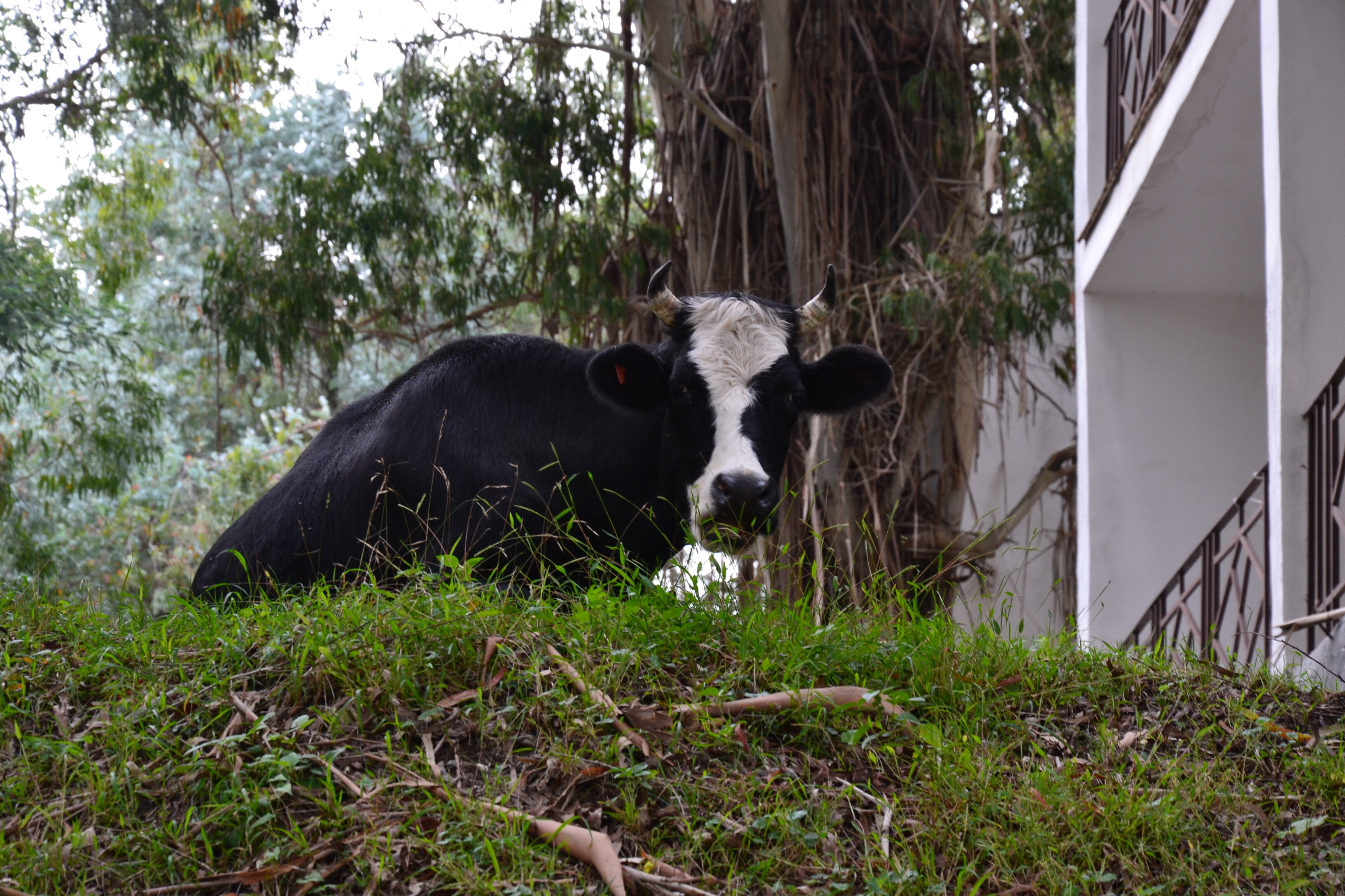 Фото Эвкалиптовая роща