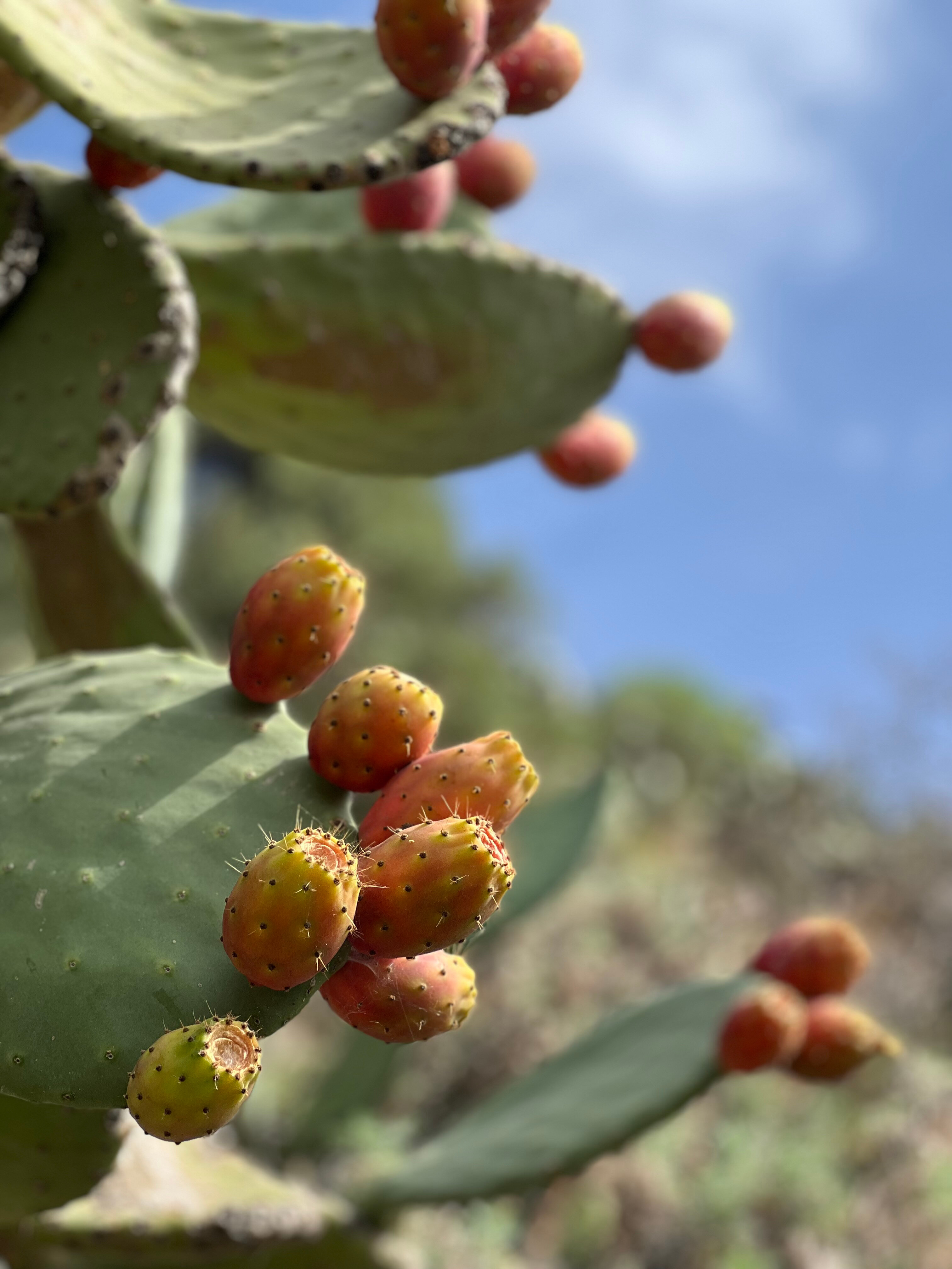 Фото Hotel Vello d'Oro