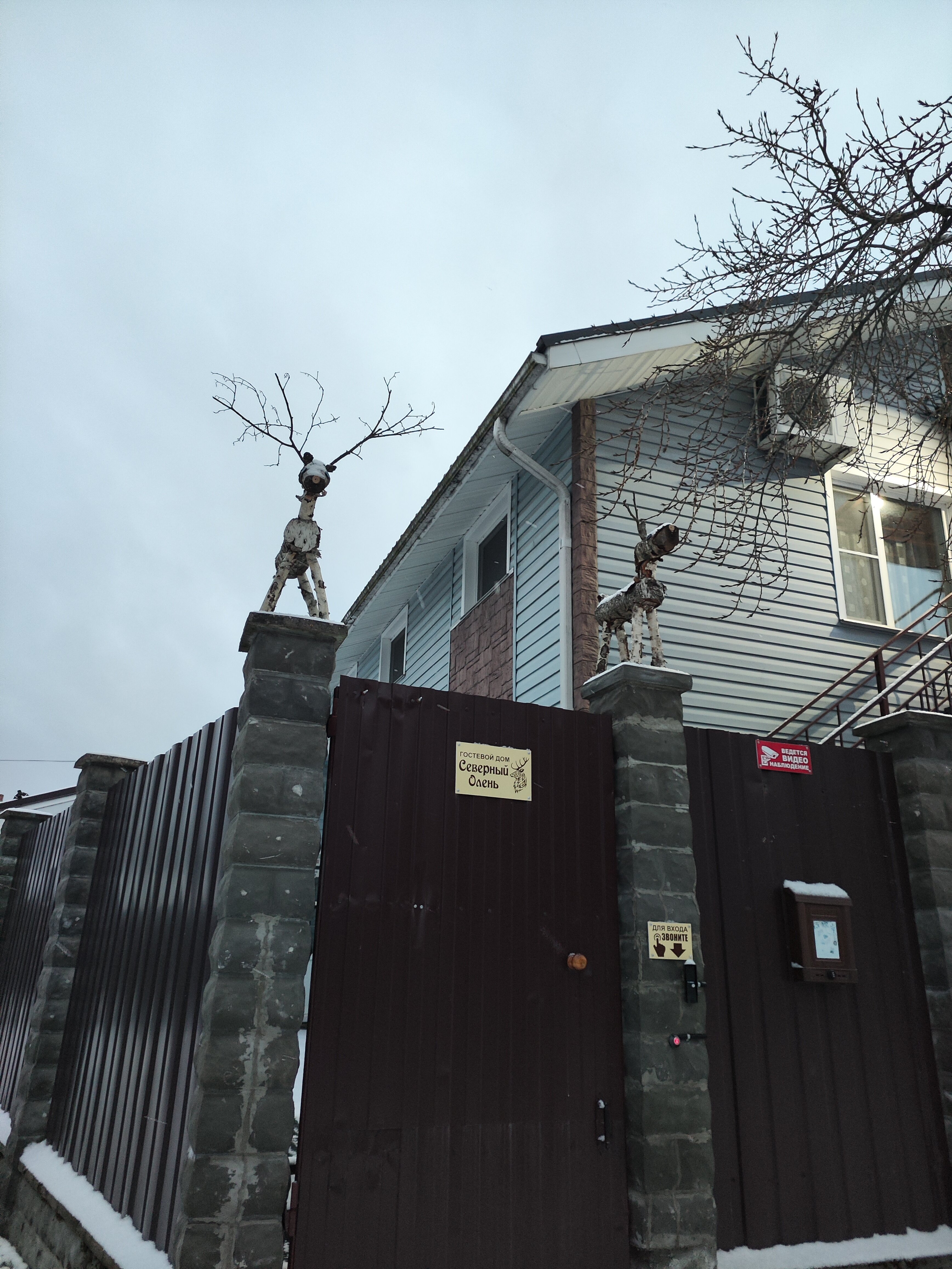 Фото Северный олень