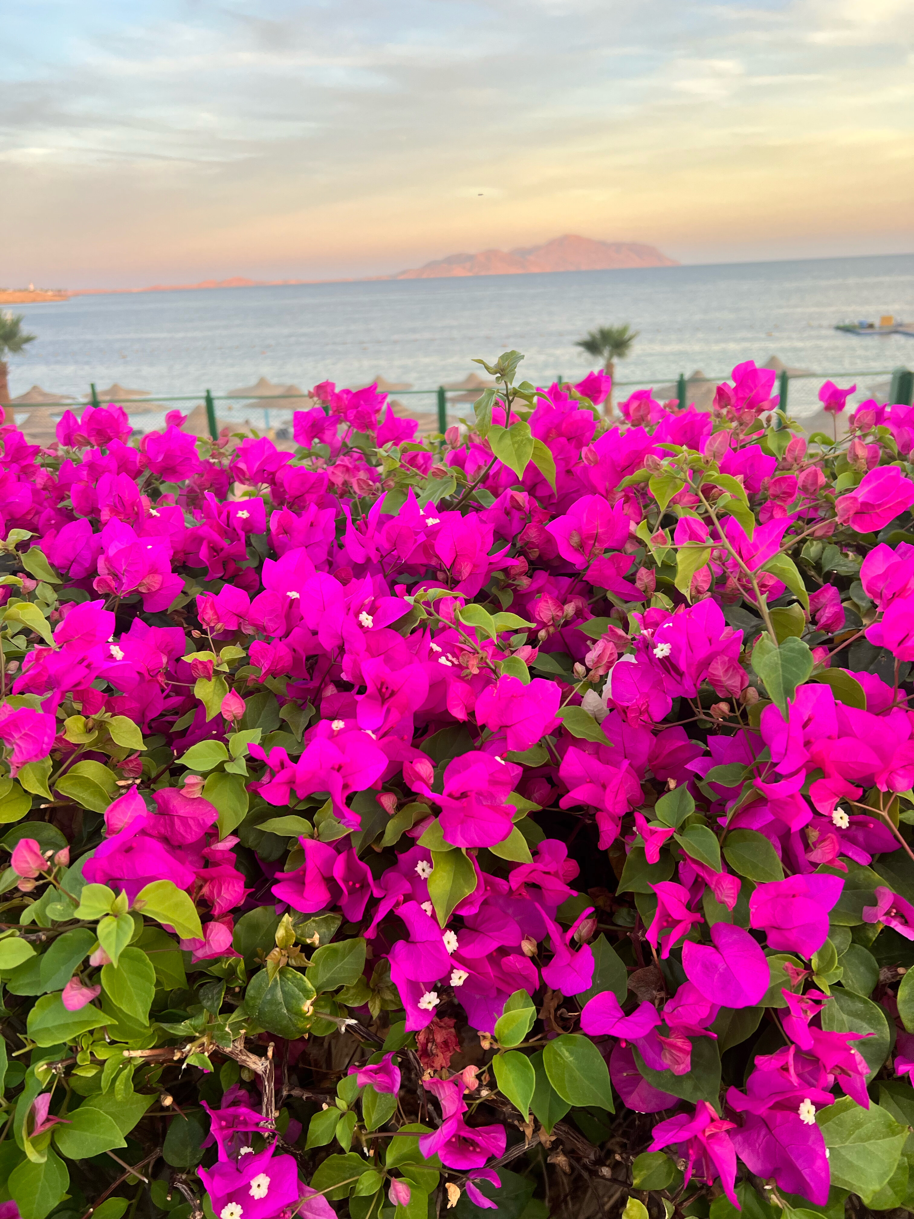 Фото Royal Savoy Sharm El Sheikh