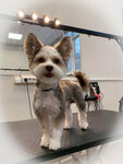 Kissa Groom (dachny posyolok Kraskovo, ulitsa Karla Marksa, 117Б), pet salon