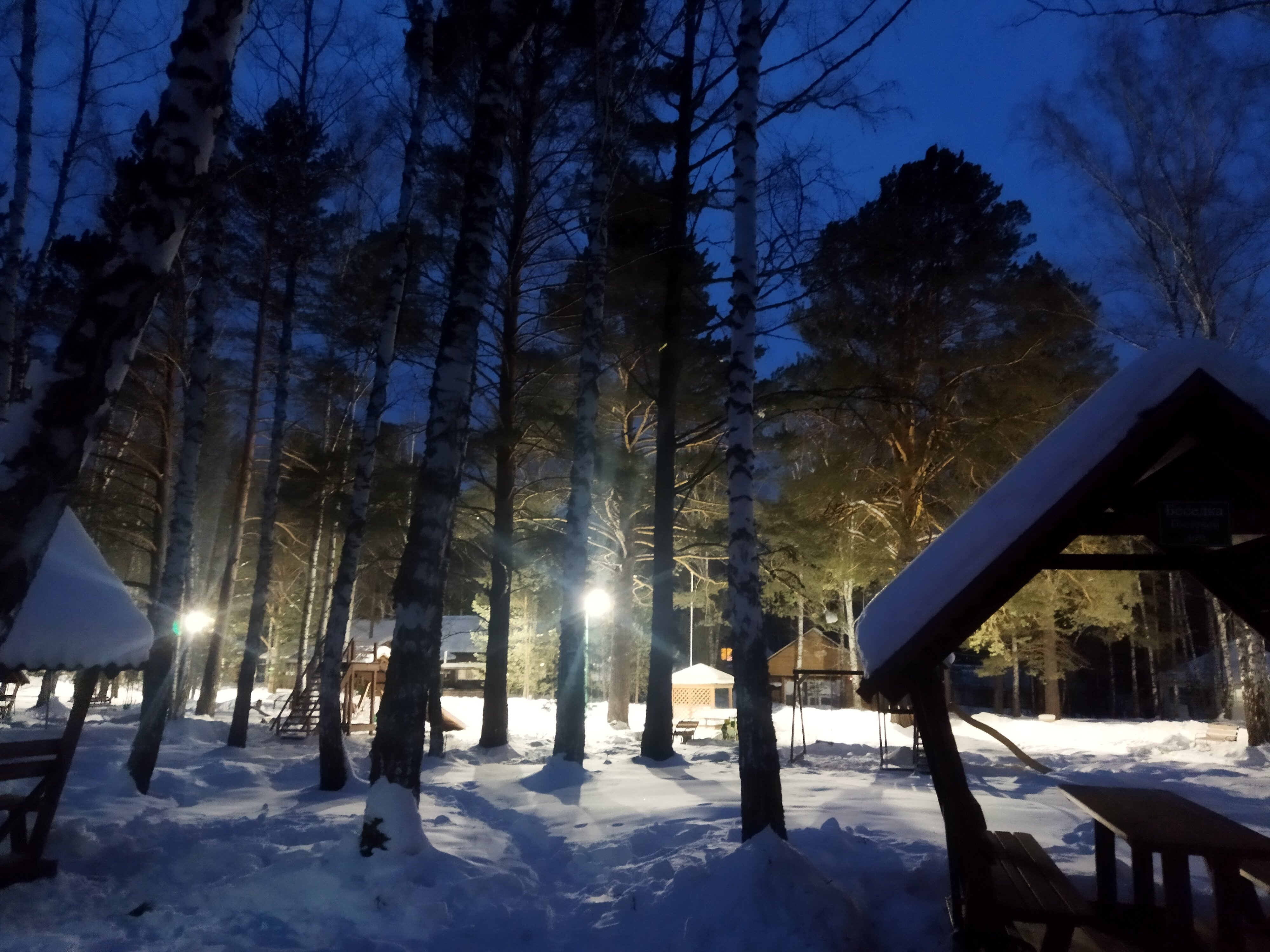 Фото Белая сова