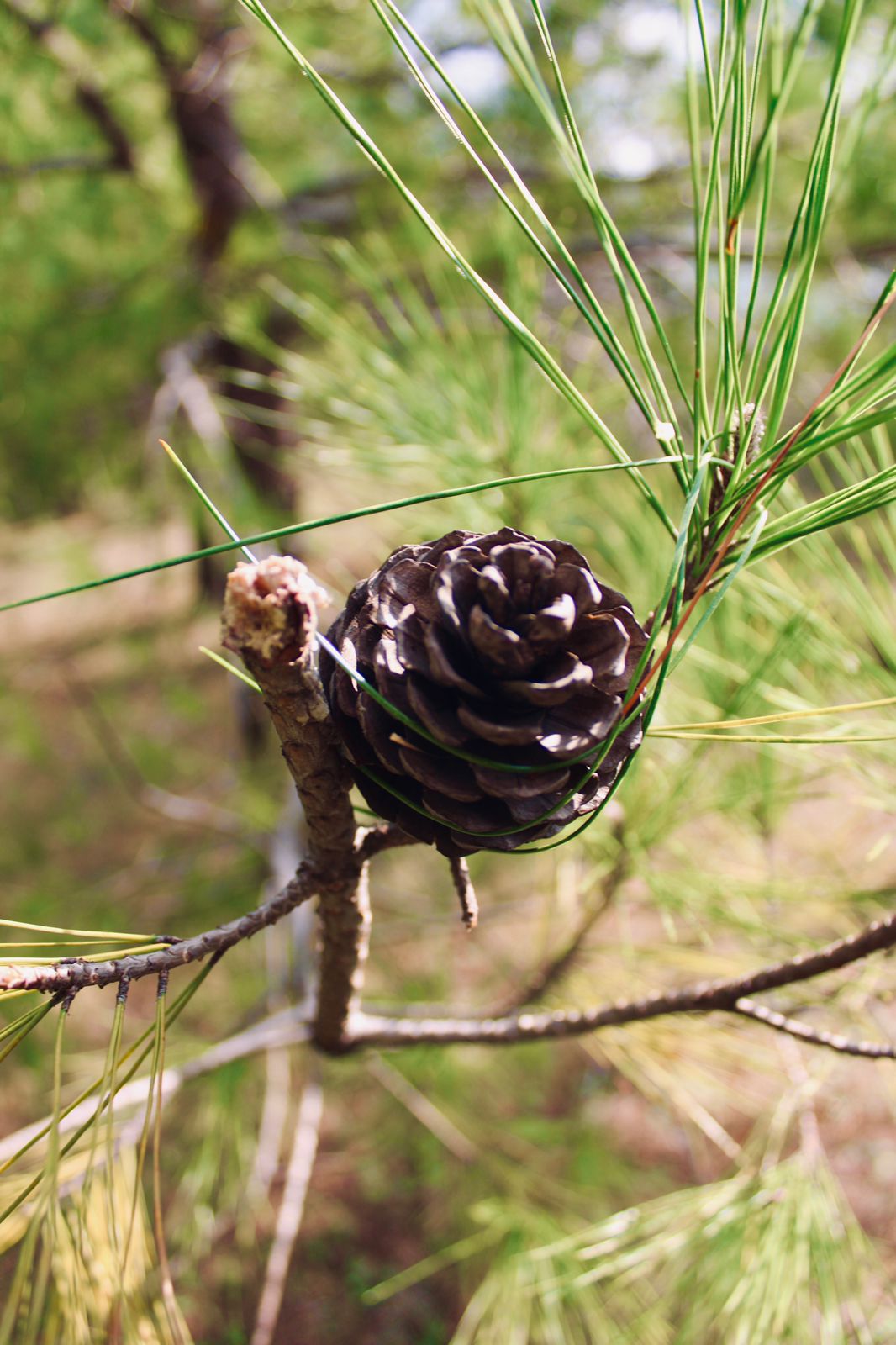 Фото Лунная поляна