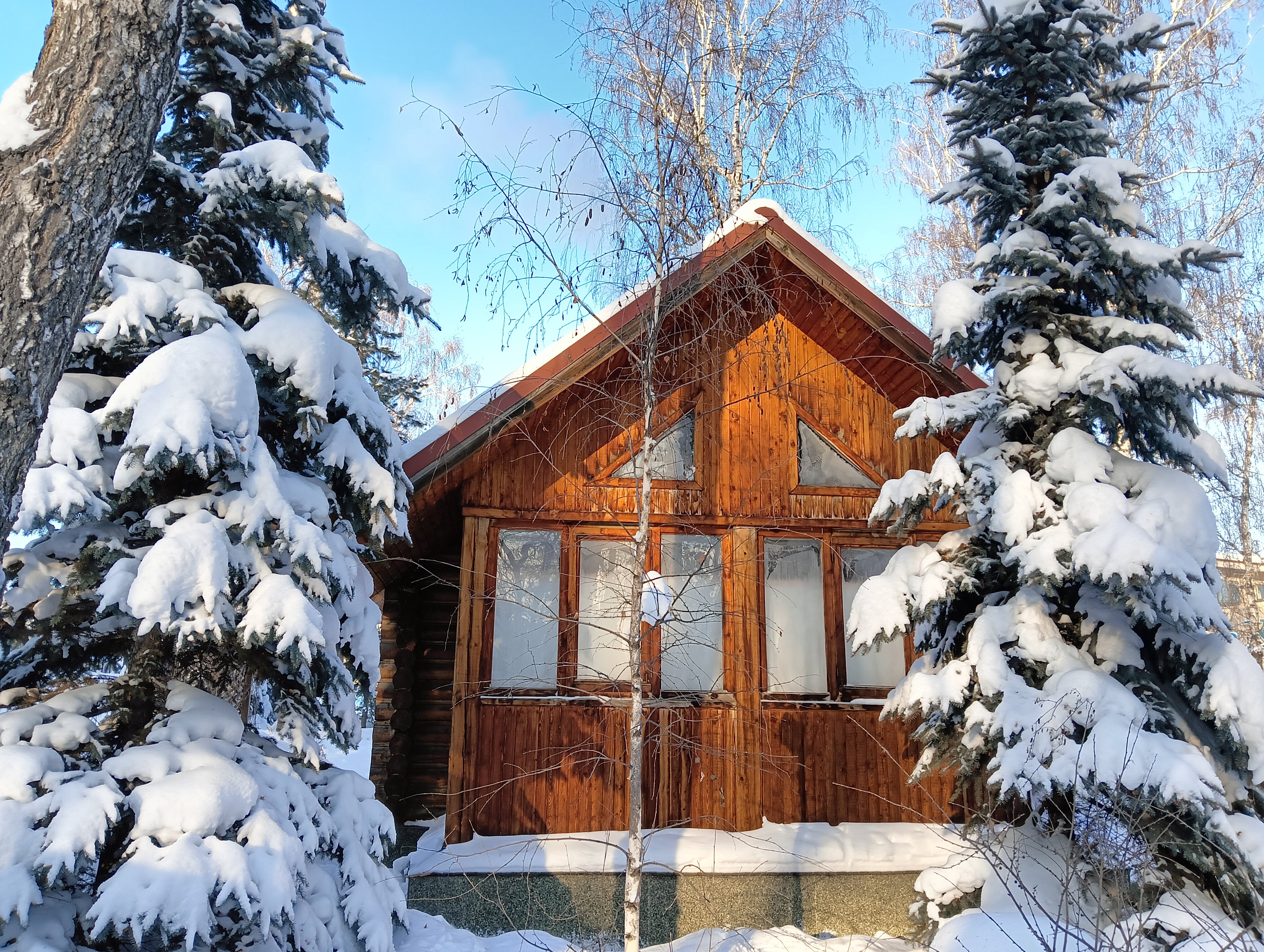 Фото Берёзка