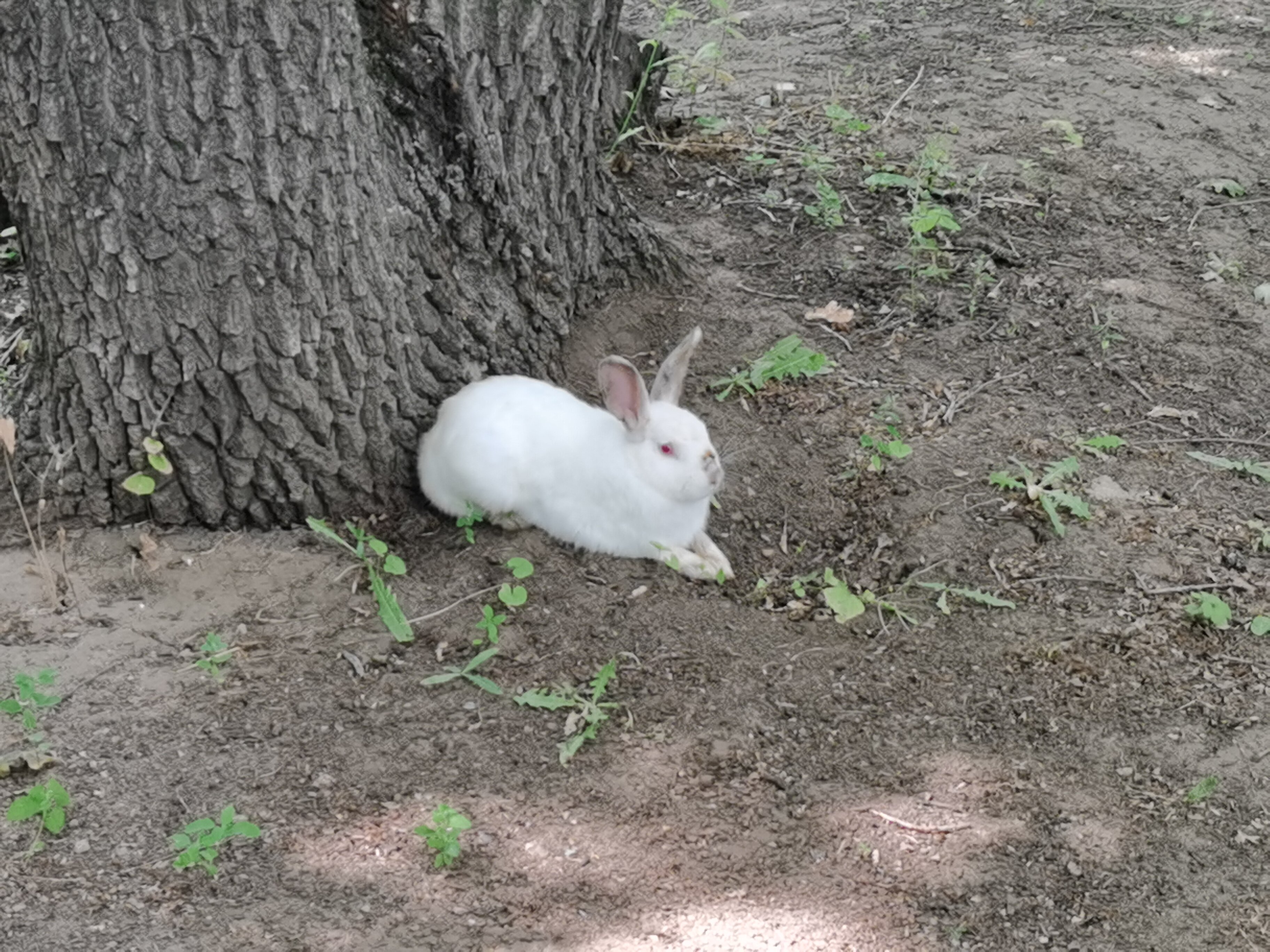 Фото Дубровский