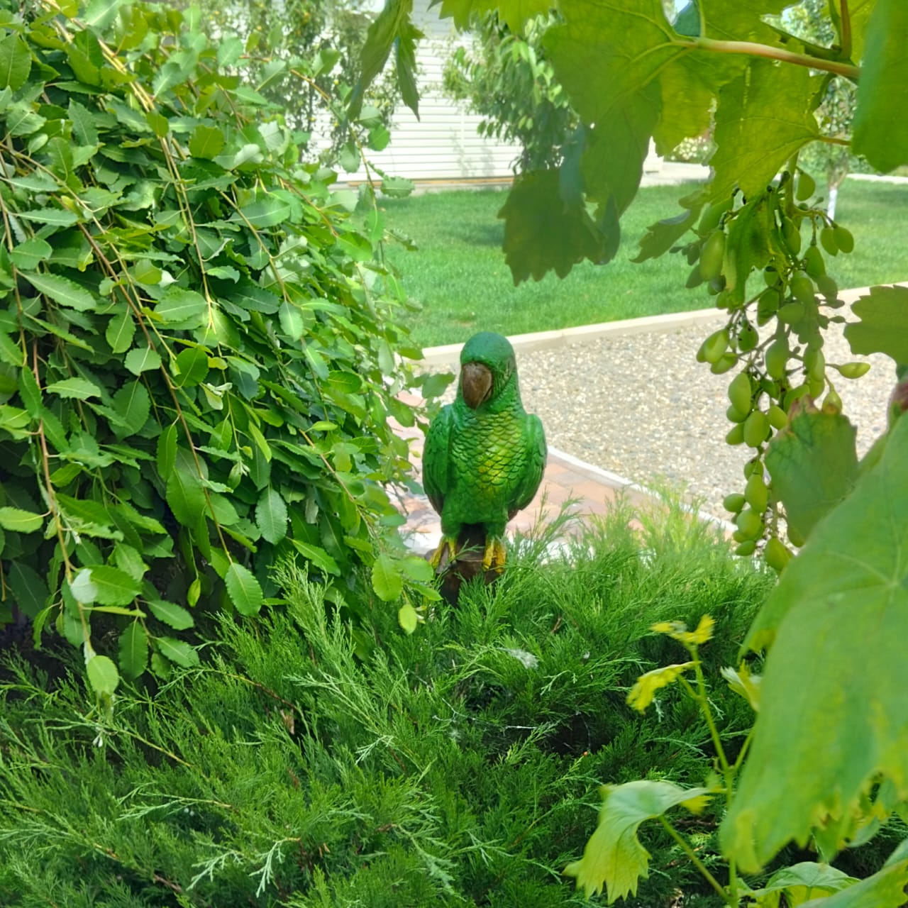 Фото 38 Попугаев