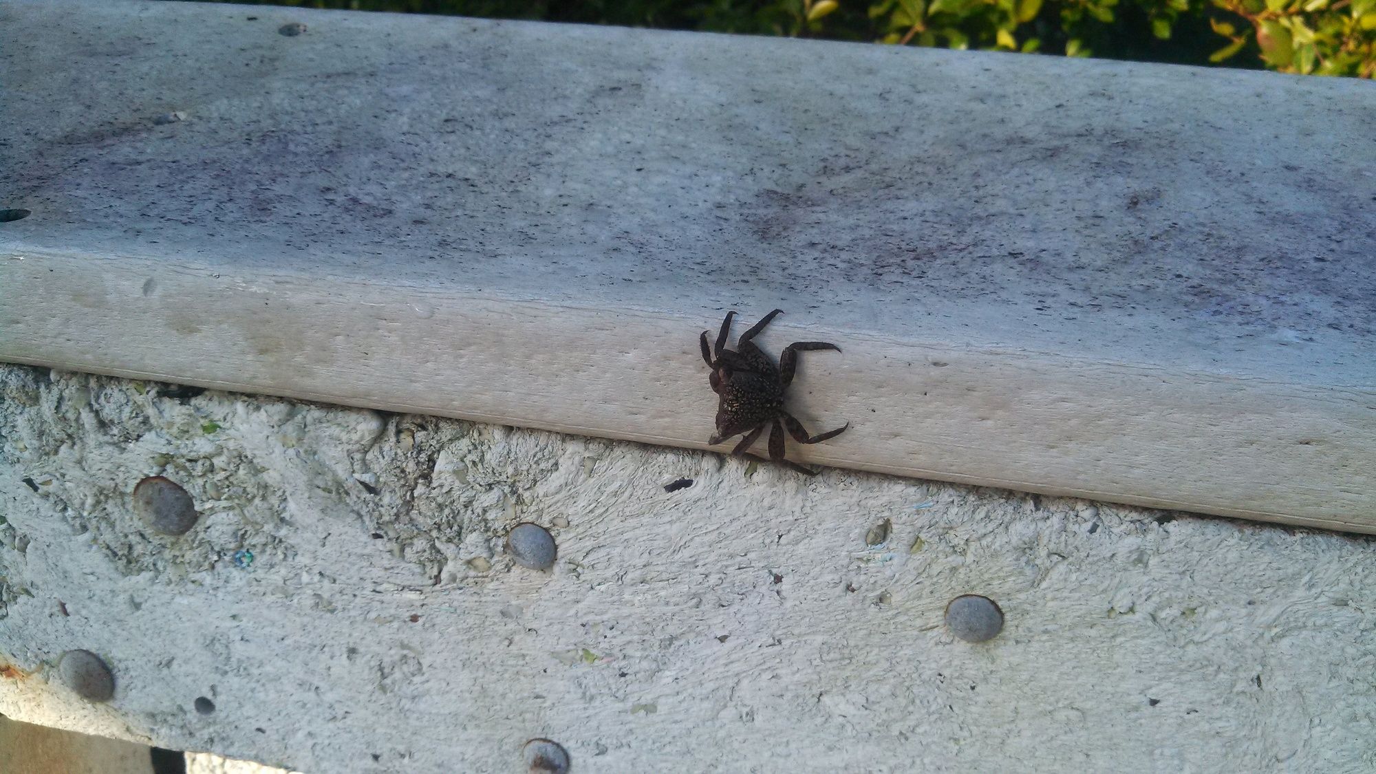 Фото Silver Spray Motel