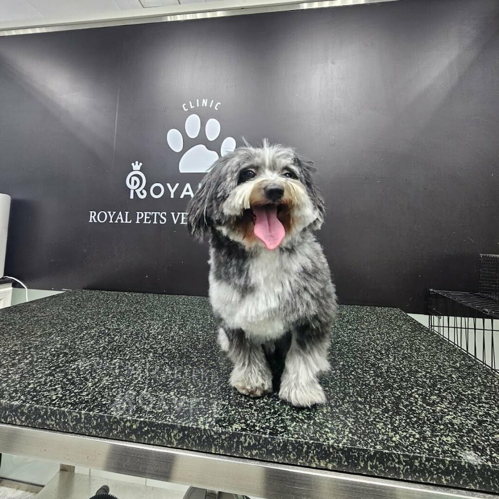 Pet salon Royal Pets Veterinary Clinic, Dubai, photo