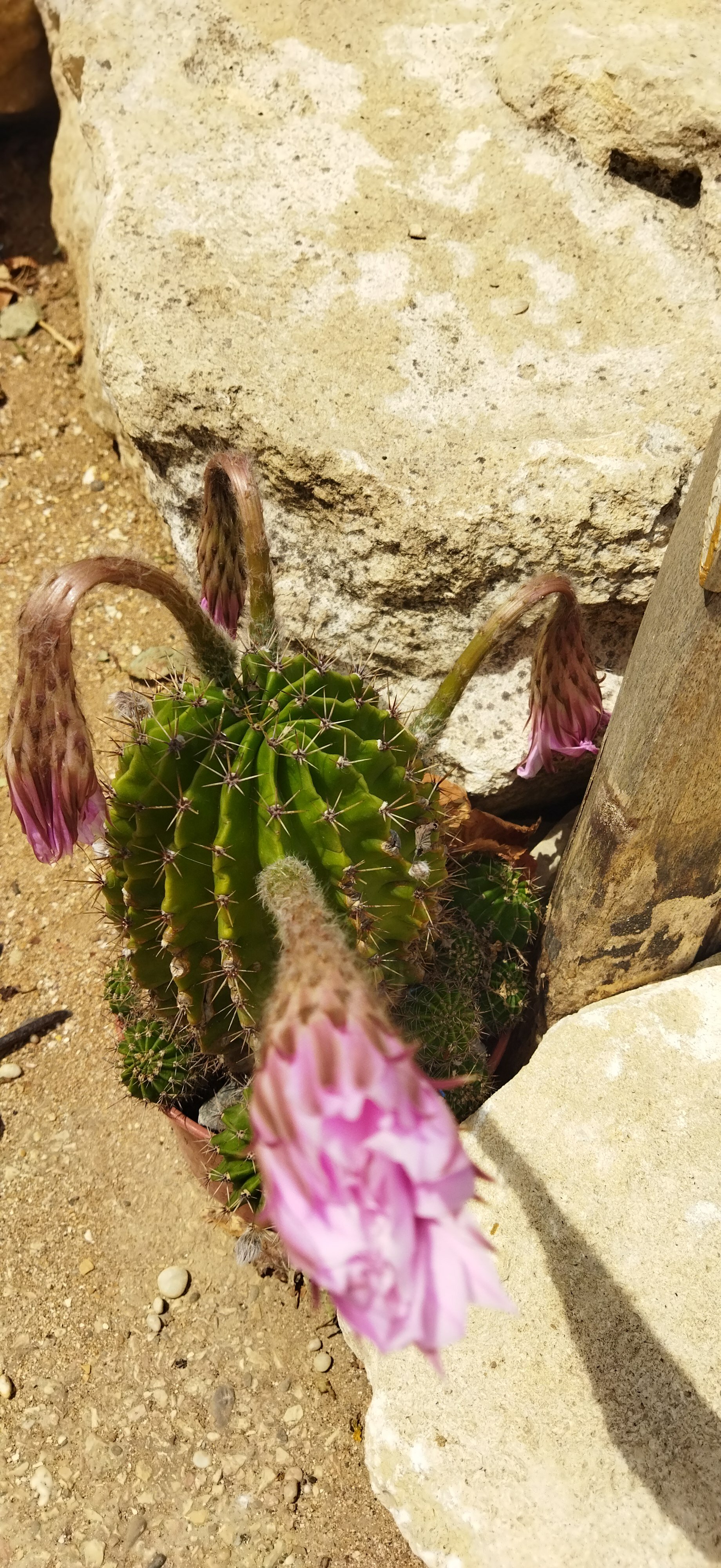 Фото Жемчужный