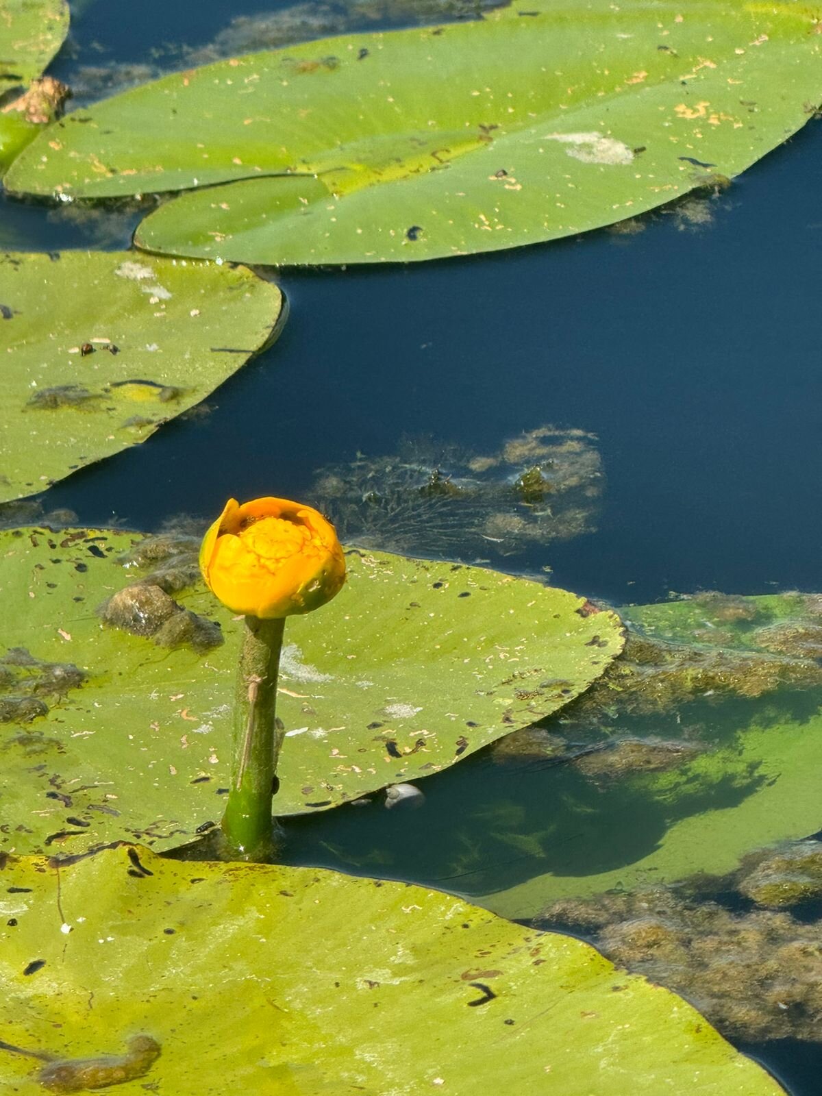 Фото Дача Баушево