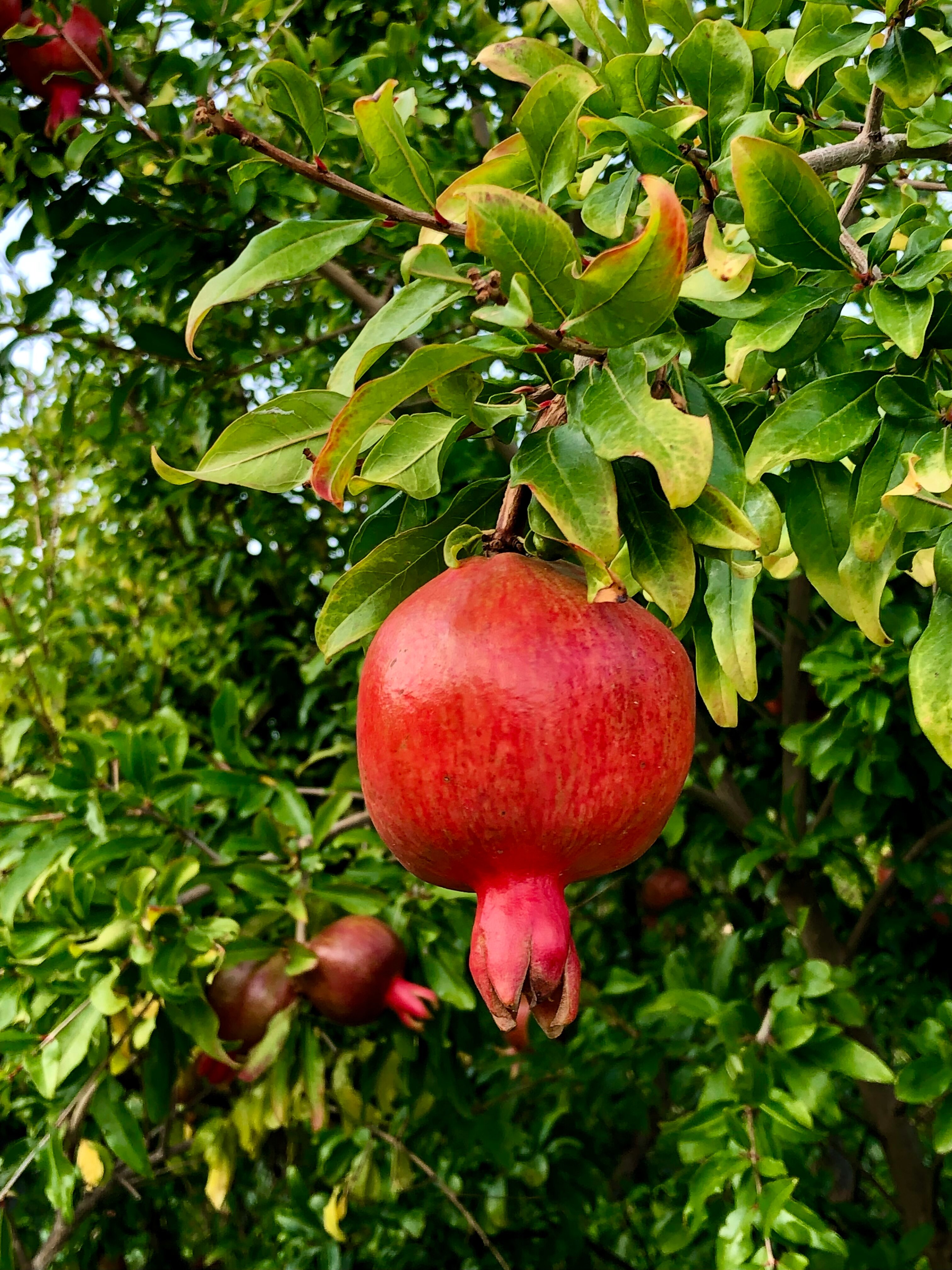 Фото Кипарис