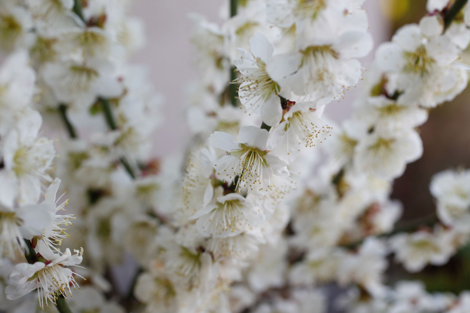 Фото Arima Onsen Kotori