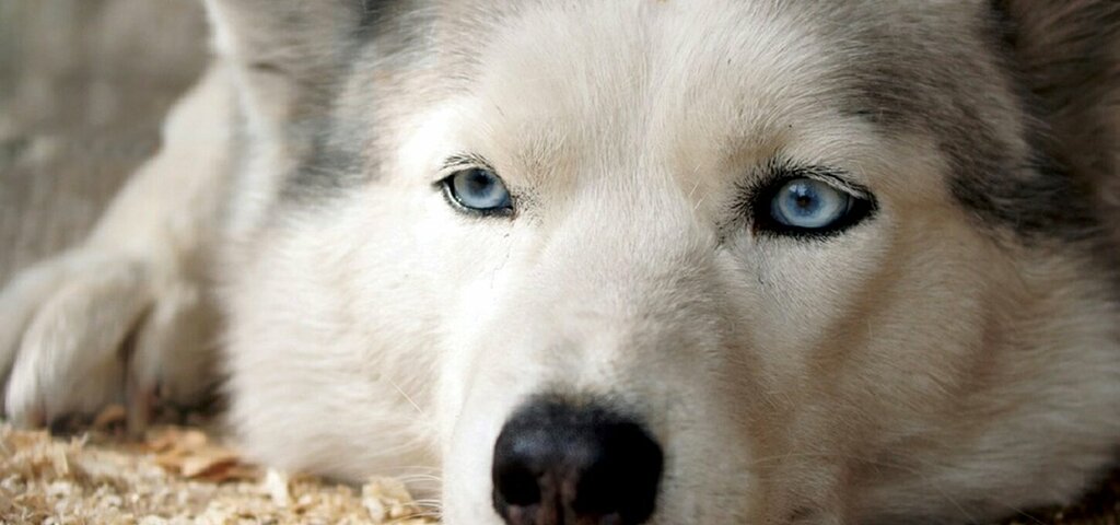 Veterinary clinic AsVet Veterinary Clinic, Adapazari, photo