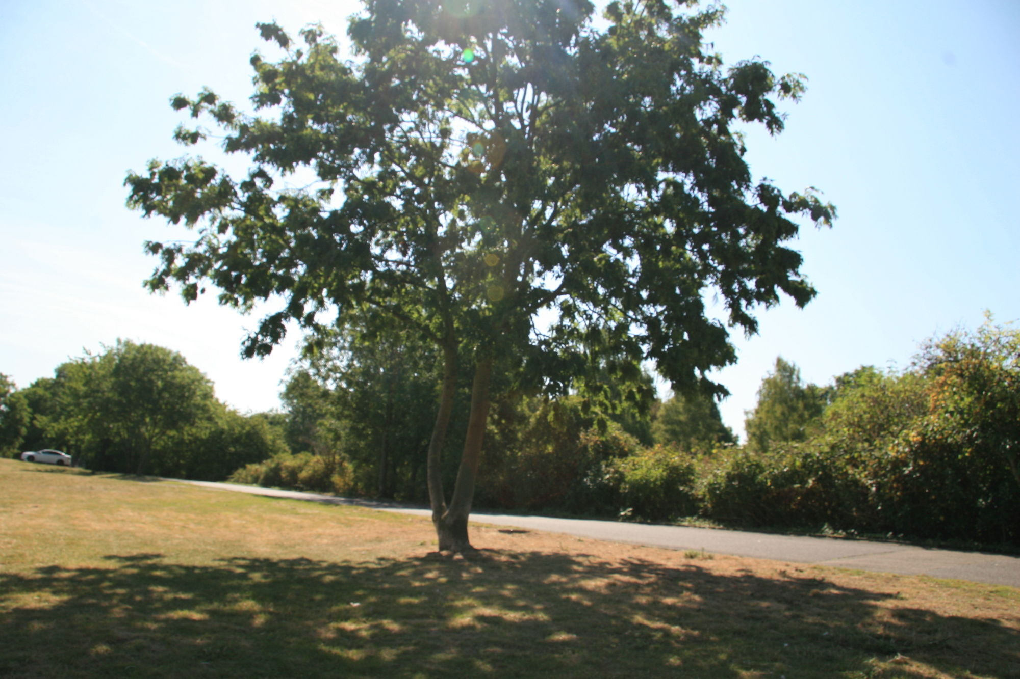 Фото Hotel Fortune