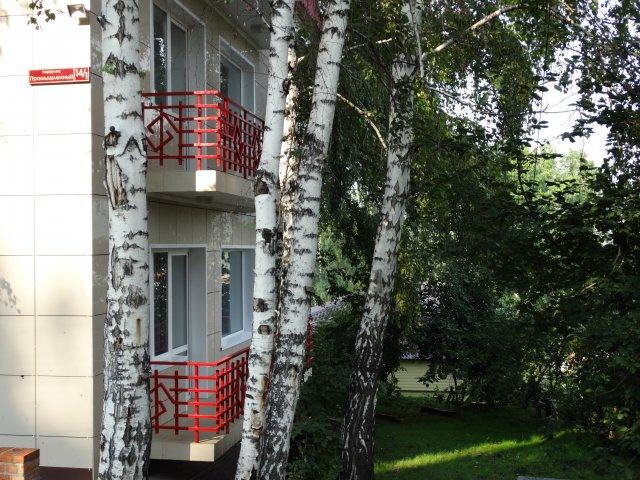 Фото Рыжий пёс