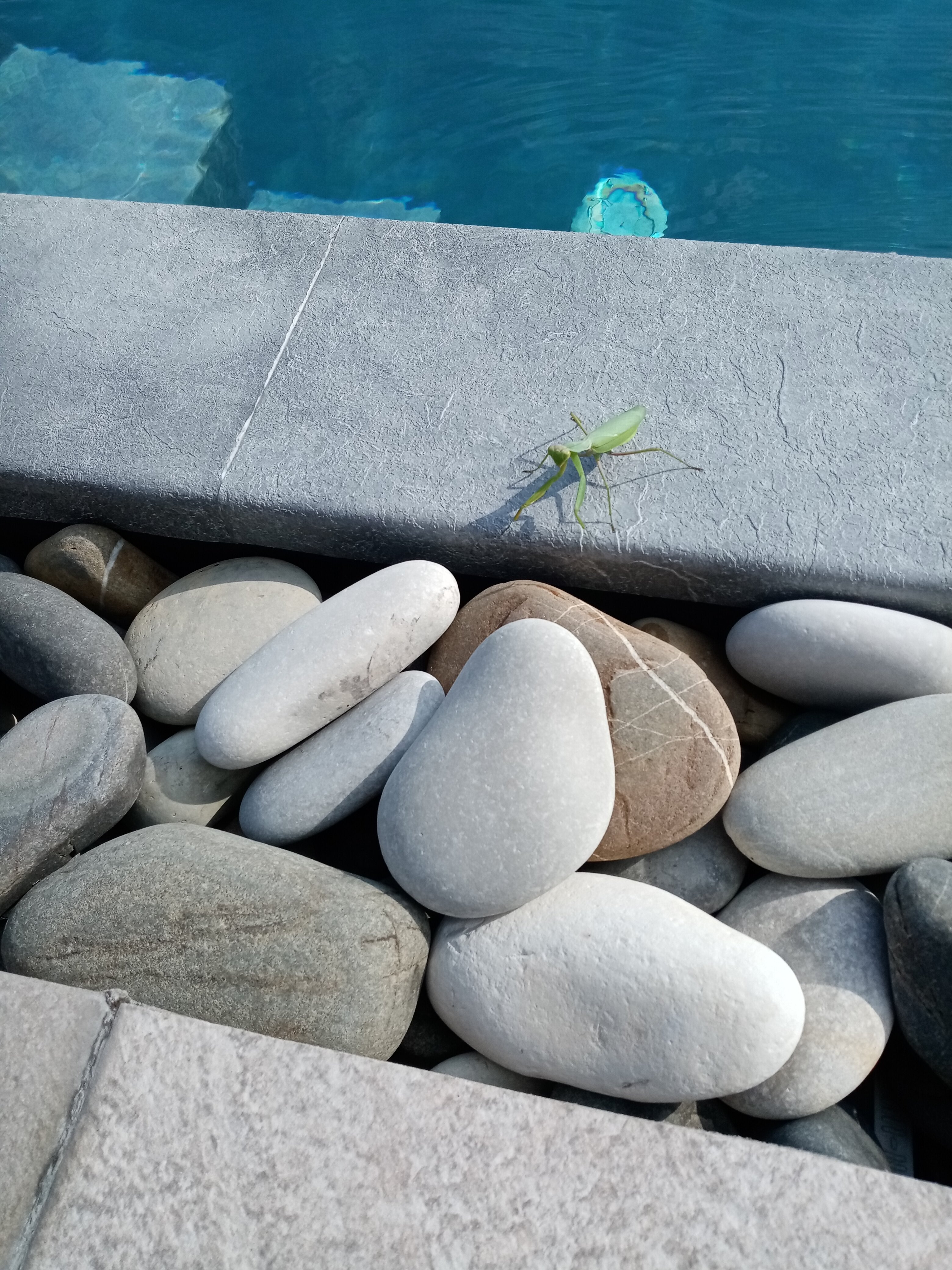 Фото Мелия family