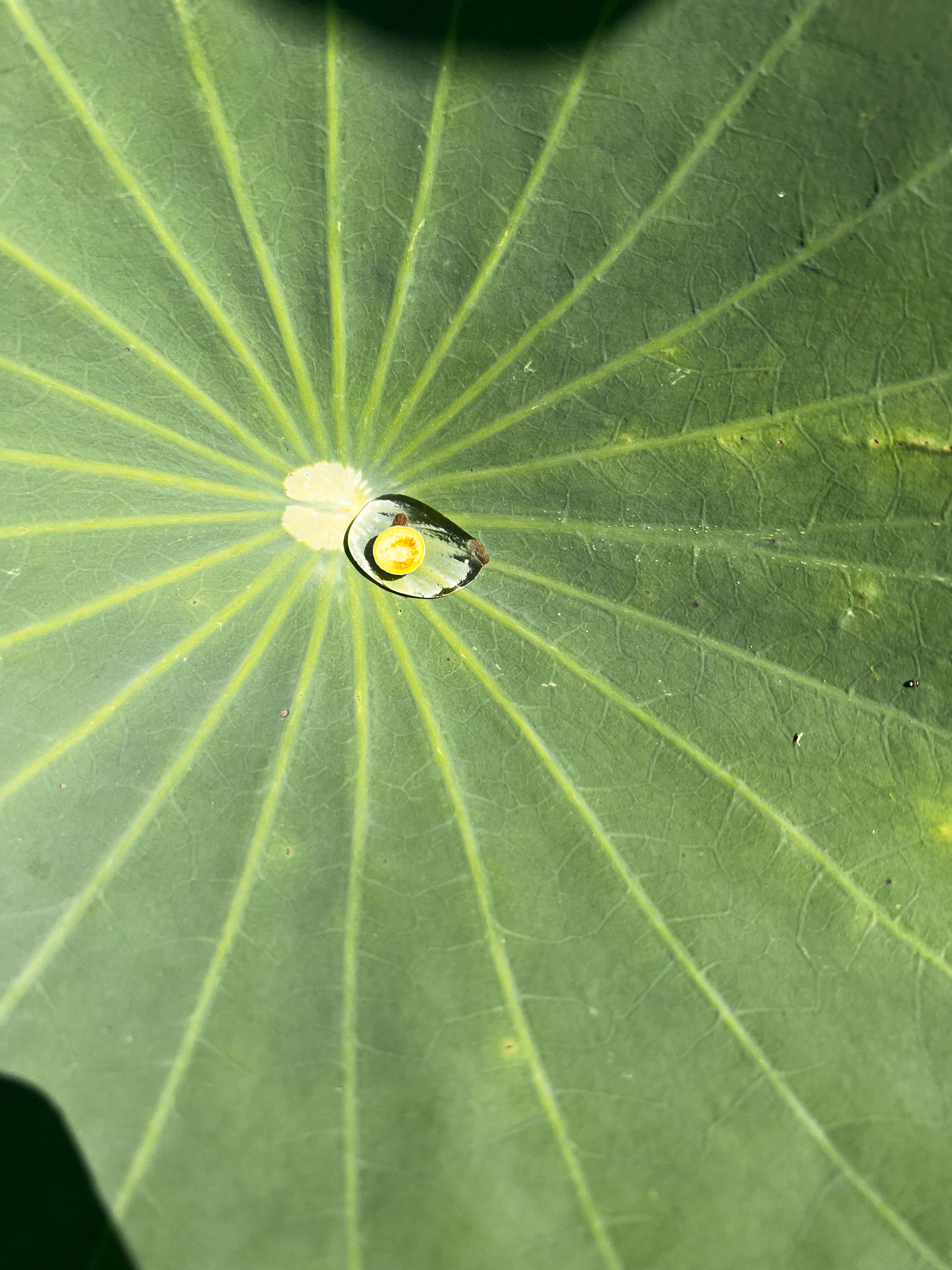 Фото Ноги в море