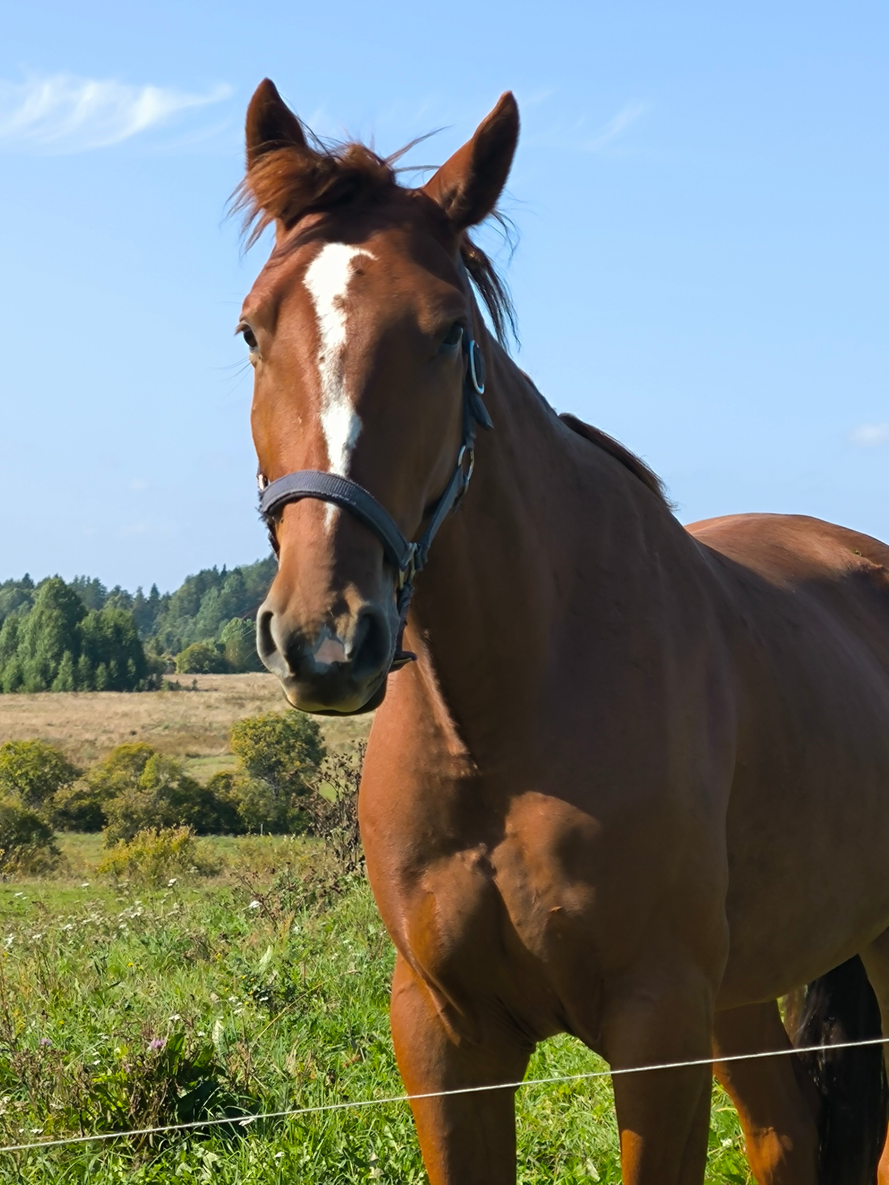 Фото Конюшенный двор