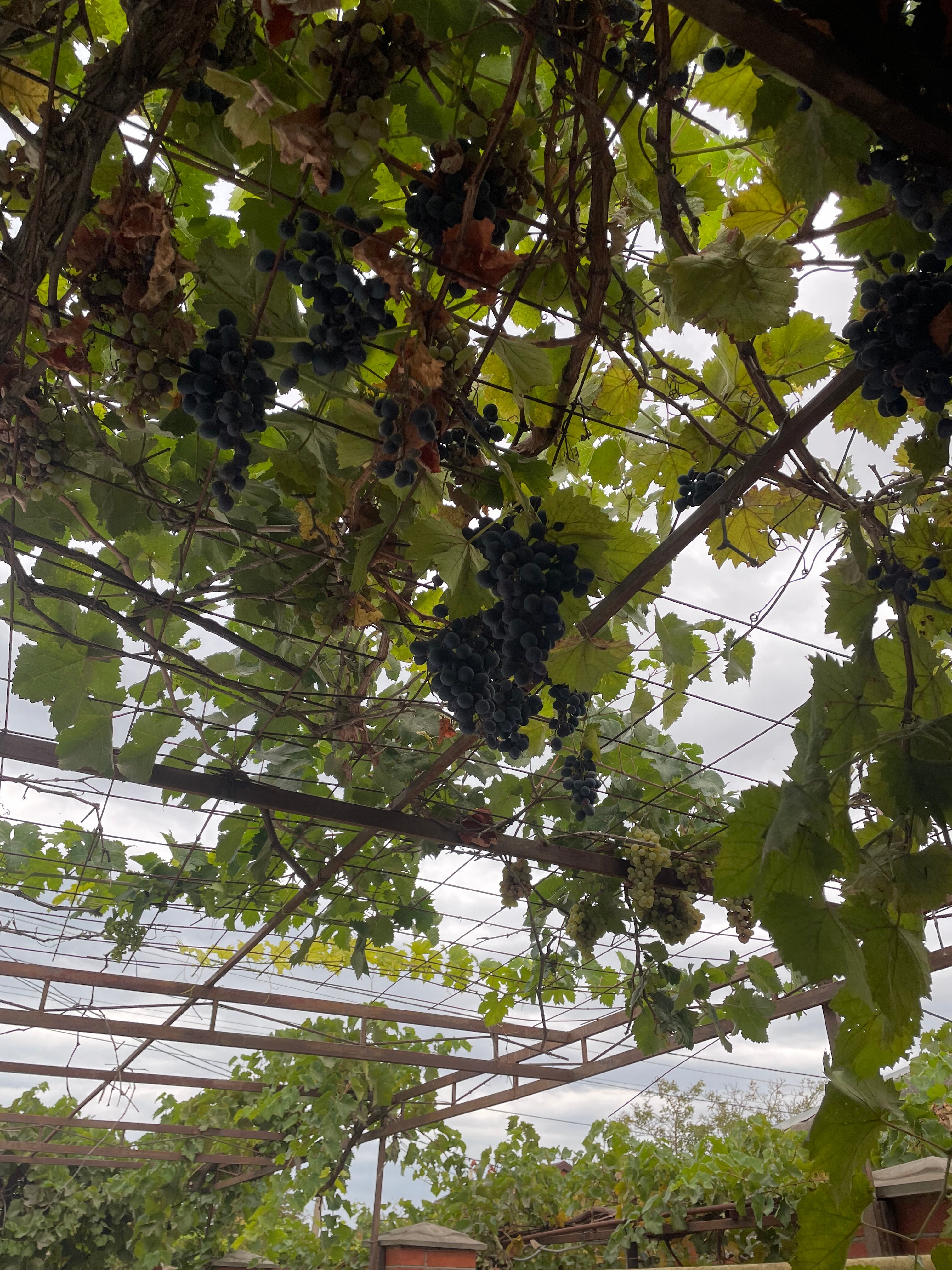 Фото Виктори