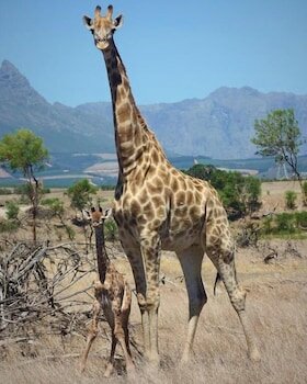 Фото Wild Clover Cottages