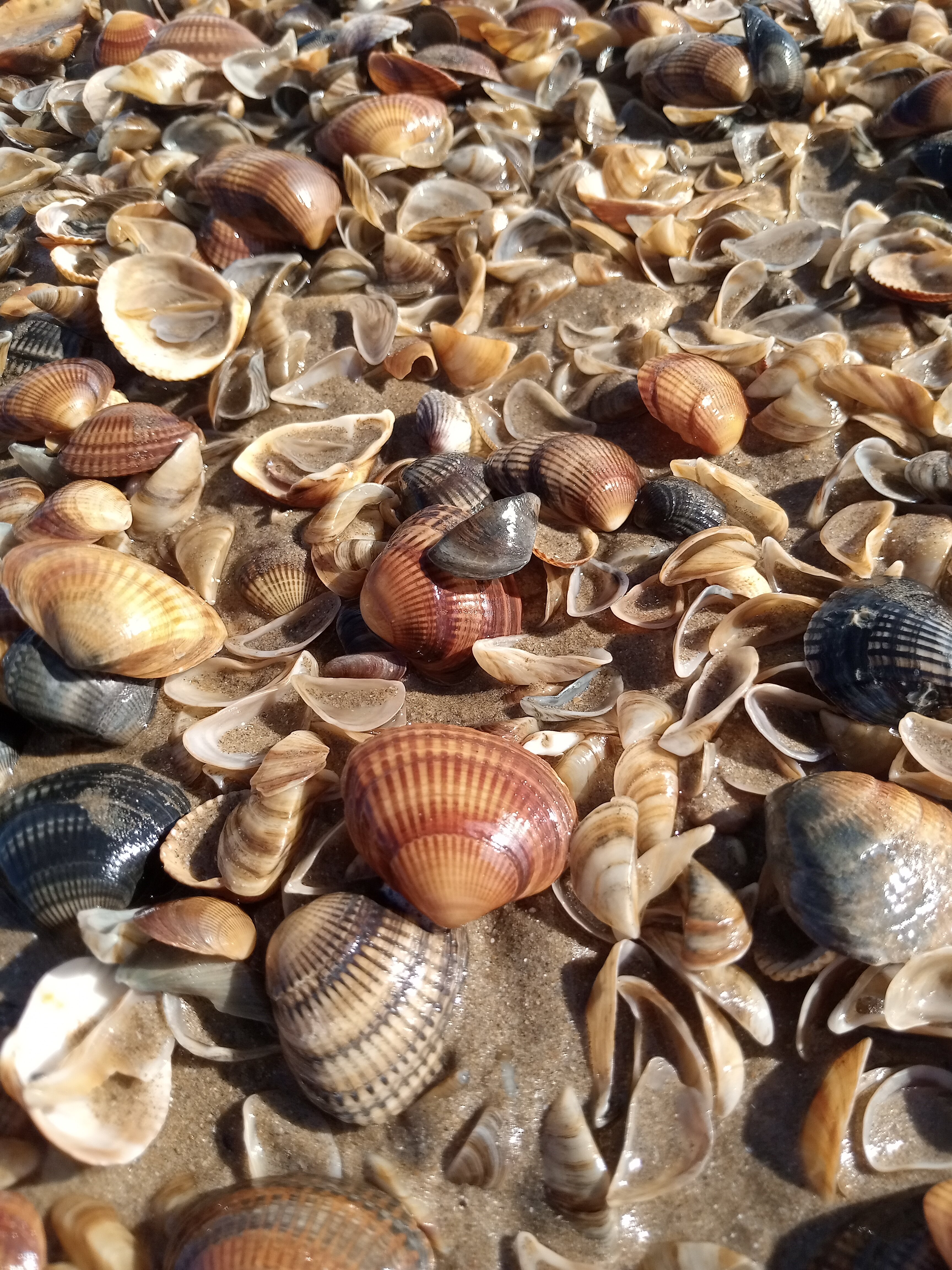 Фото Электра Холидей