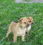 Kennel Ca de Bou Miedo Del Toro (Skobelevskaya Street, 12), animal nursery