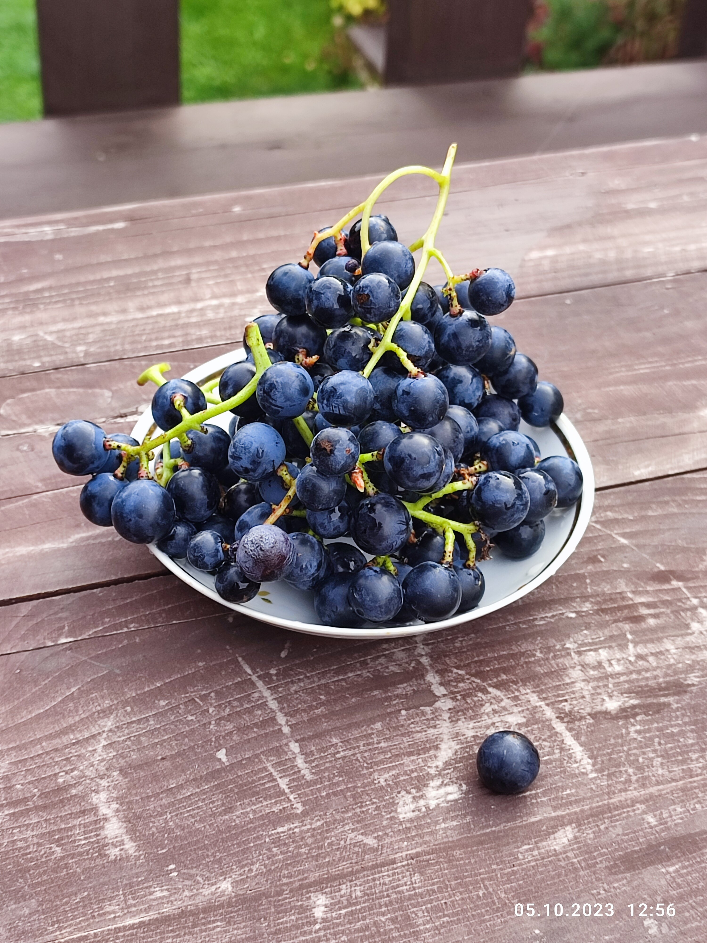 Фото Горная Пчела