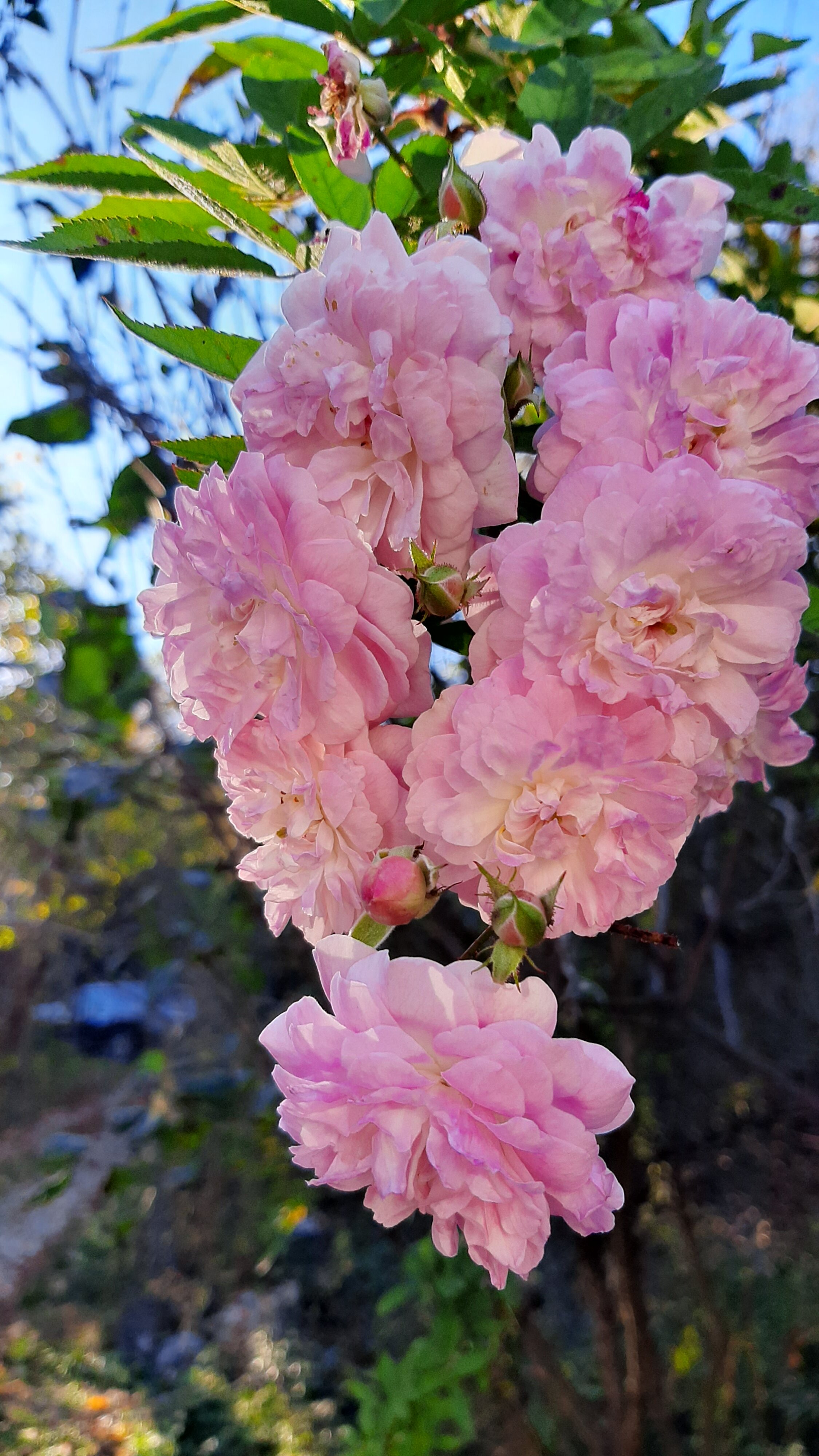 Фото Горная Лаванда