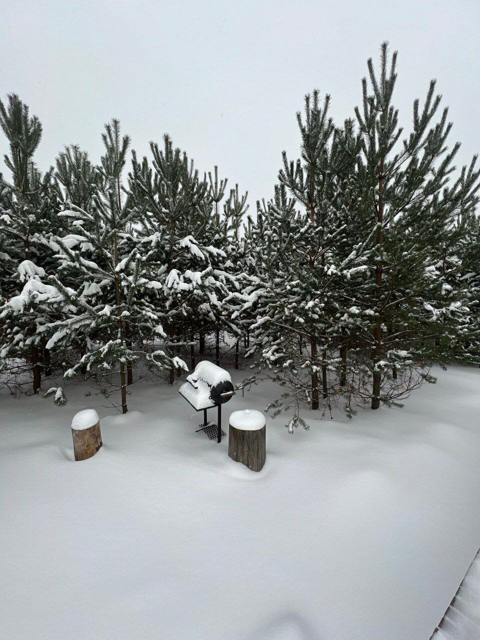 Фото Forest camp