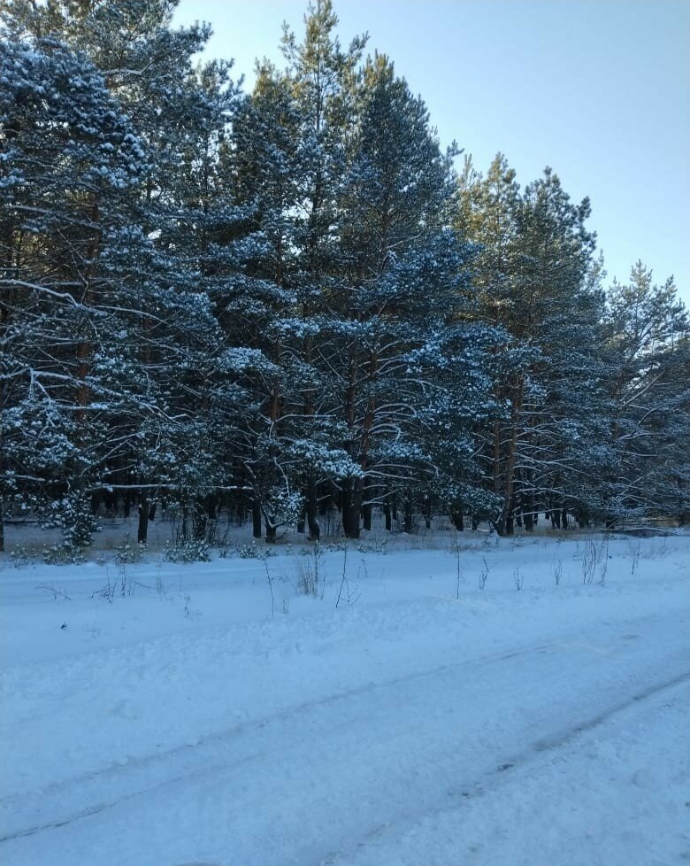 Фото Сосновая Стрит