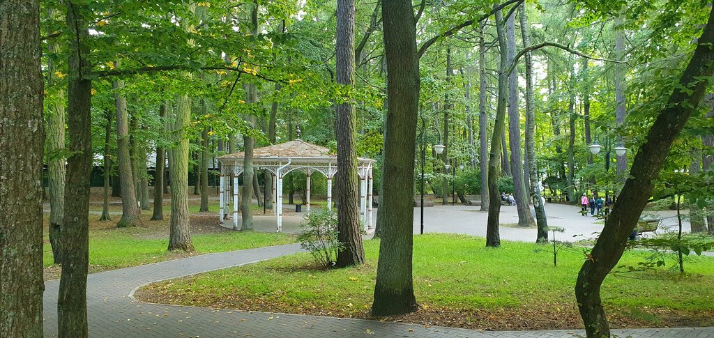 Park Urban forest, Svetlogorsk, photo